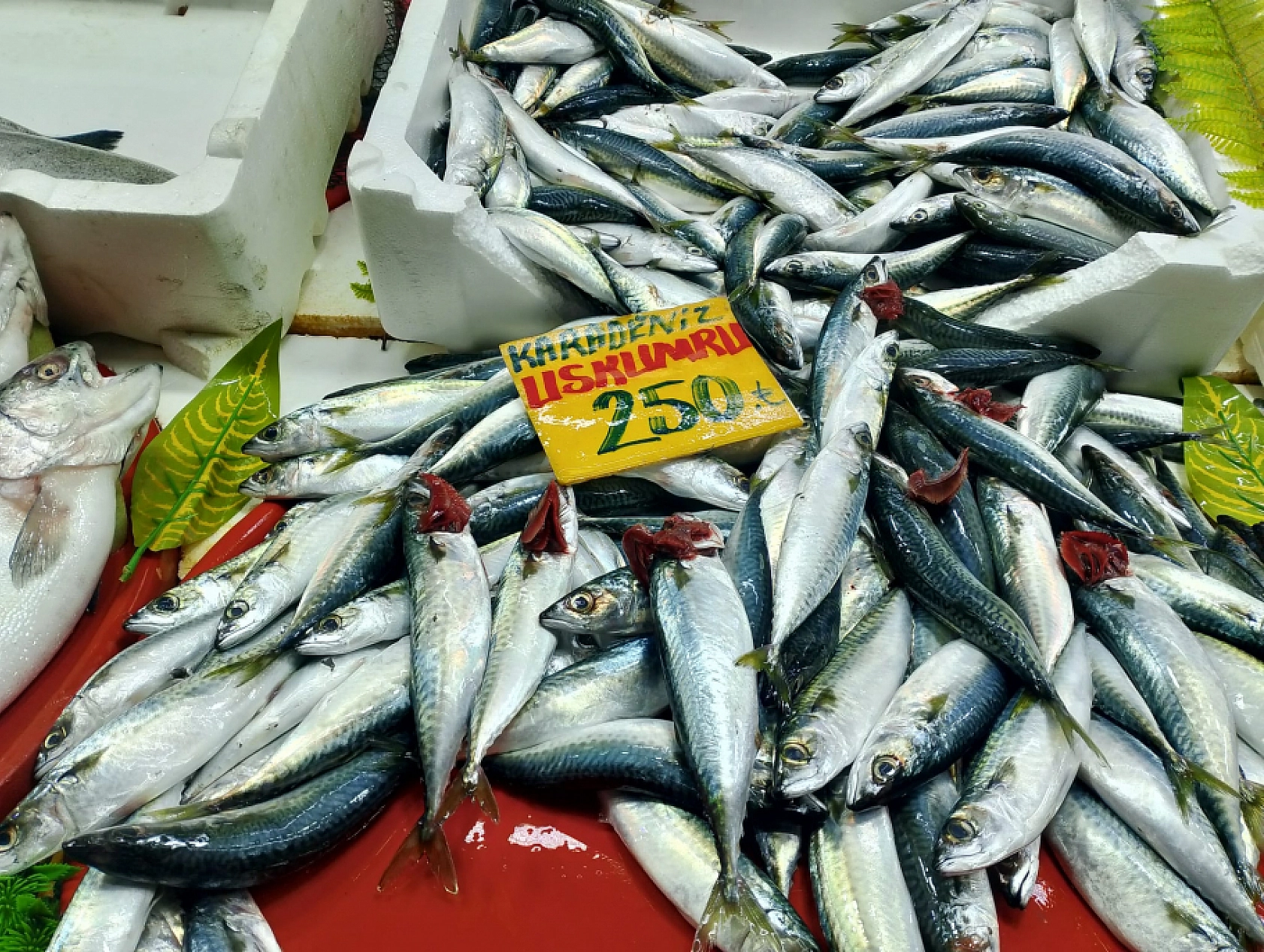 Malatya'da Balık Fiyatları Şaşırttı: İşte Güncel Liste