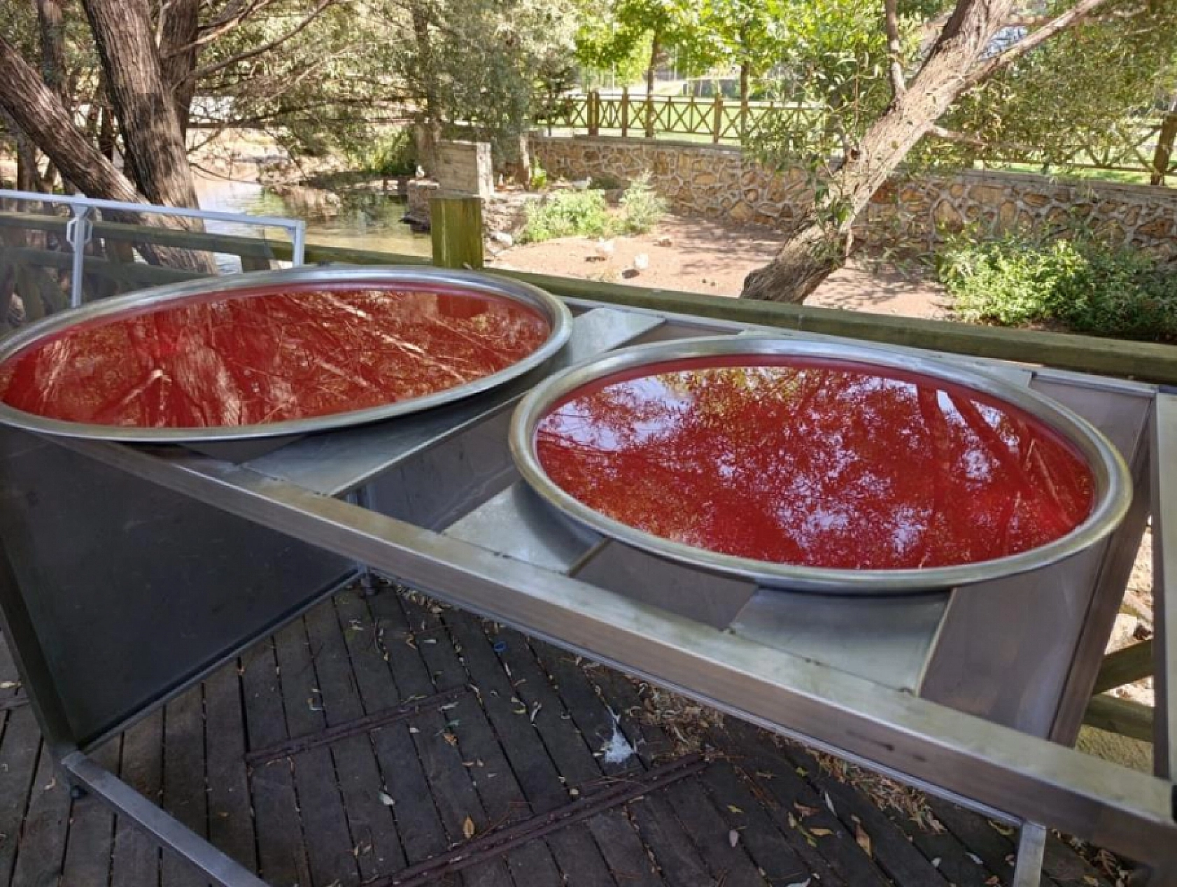 Malatya'da hasat başladı: 33 dönümde yetiştiriliyor, verim yüksek