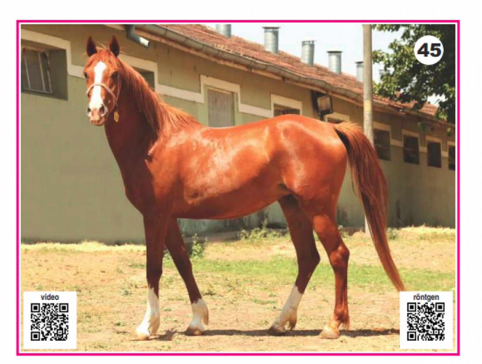 Hayallerinizi Ertelemeyin: Bu İhaleyi Kaçırmayın! İşte Taylar ve Özellikleri...