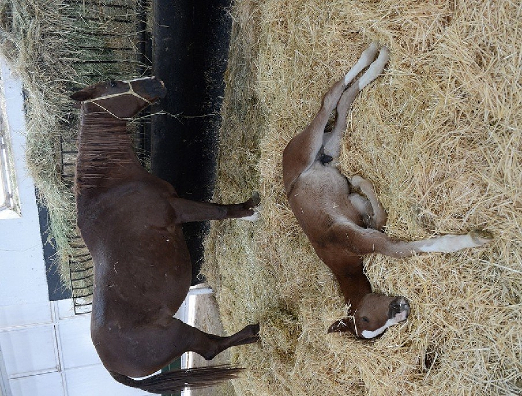 95 şampiyon adayı tay dünyaya geldi