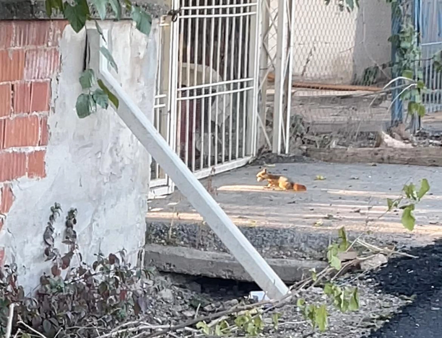 Malatya'da Yiyecek Arayan Sincap Cep Telefonu Kameralarına Takıldı!...