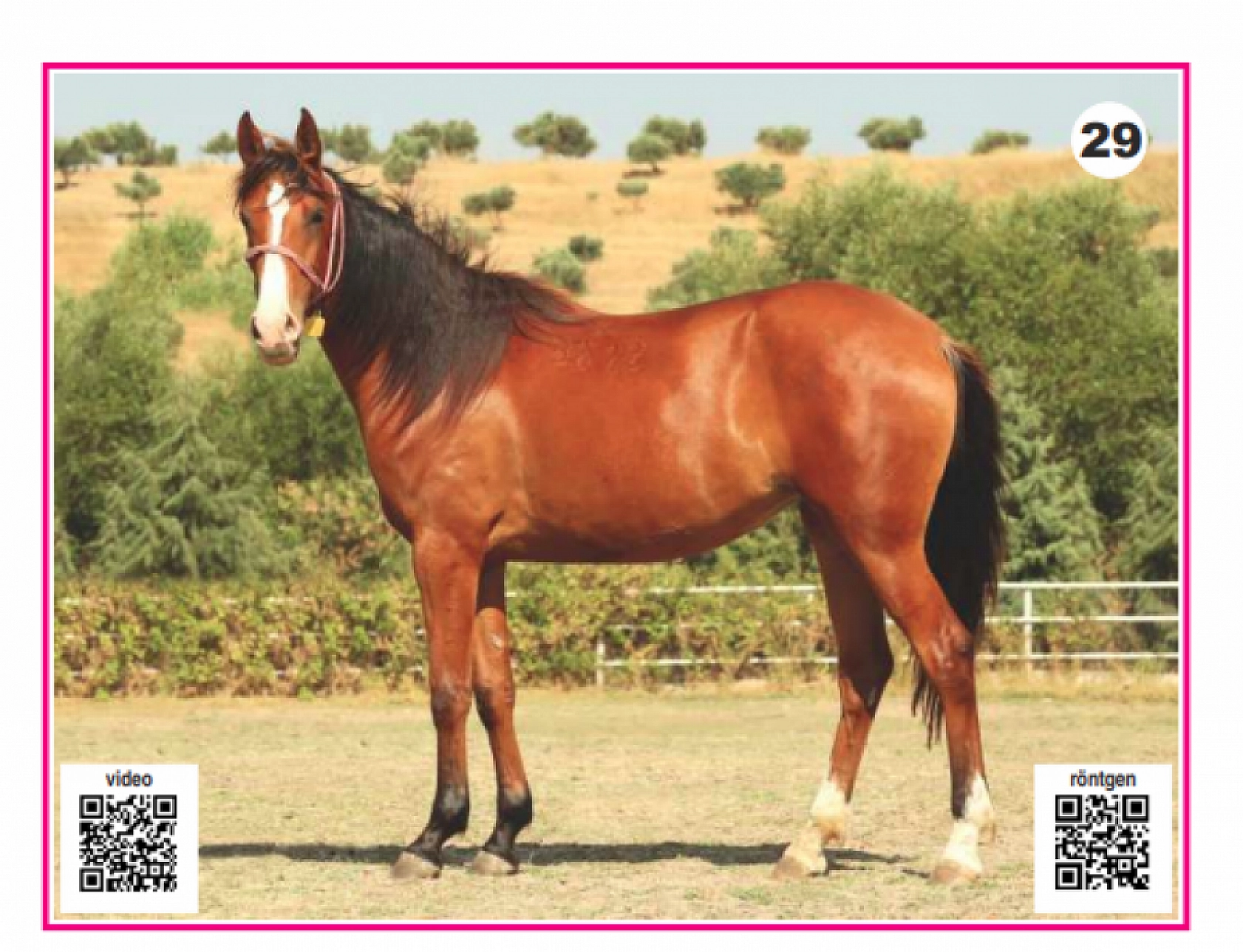 Hayallerinizi Ertelemeyin: Bu İhaleyi Kaçırmayın! İşte Taylar ve Özellikleri...