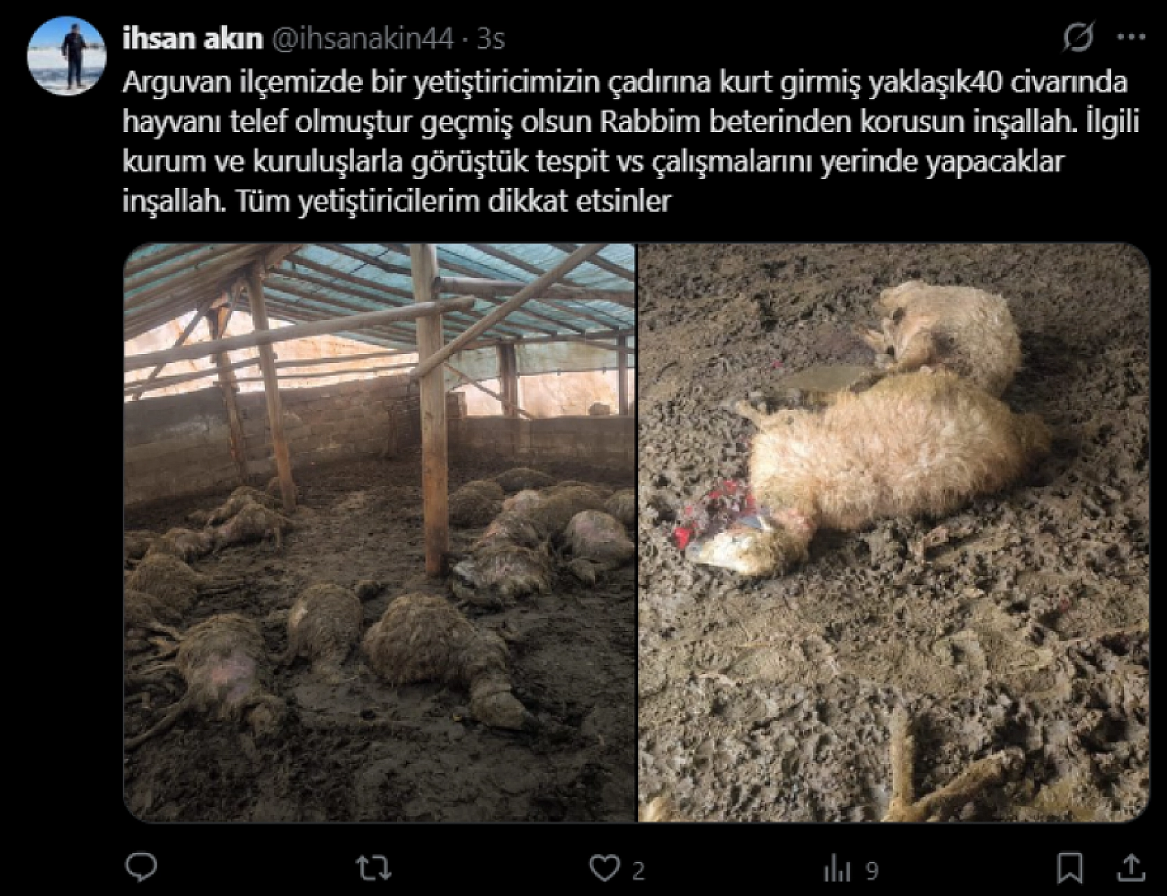Malatya'da ağıla giren kurtlar 40 koyunu telef etti