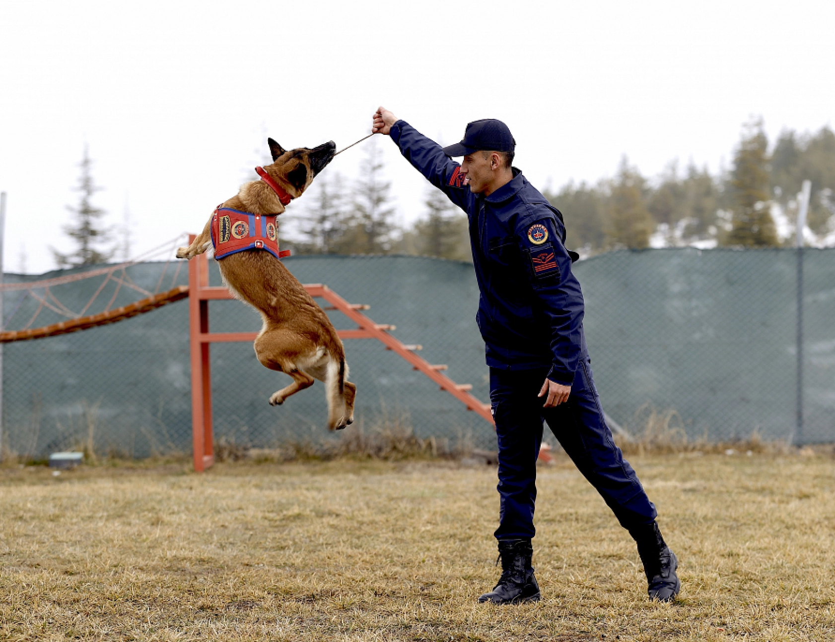 Malatya'nın kahraman köpeği Sima! Afetlerde görev başında
