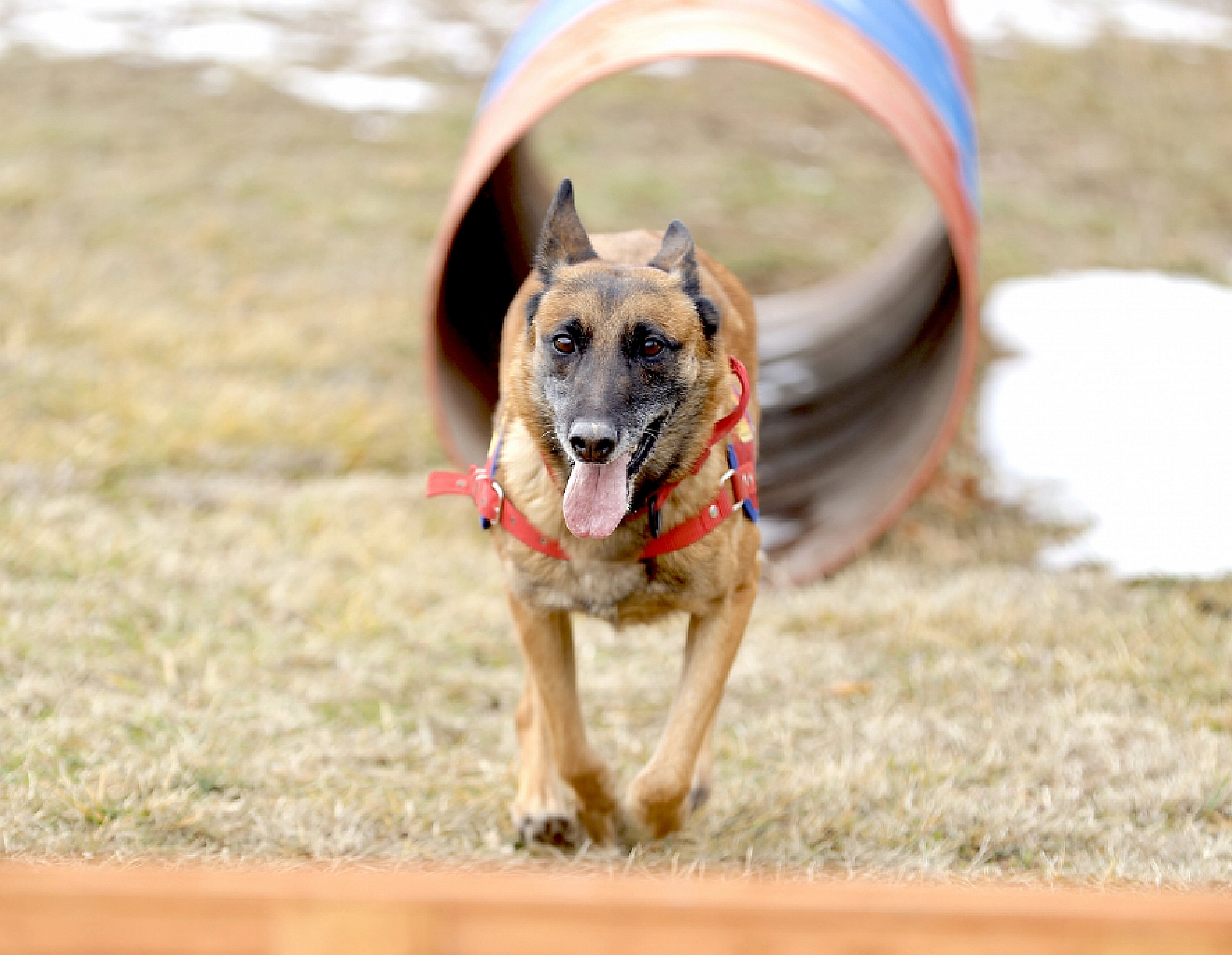 Malatya'nın kahraman köpeği Sima! Afetlerde görev başında