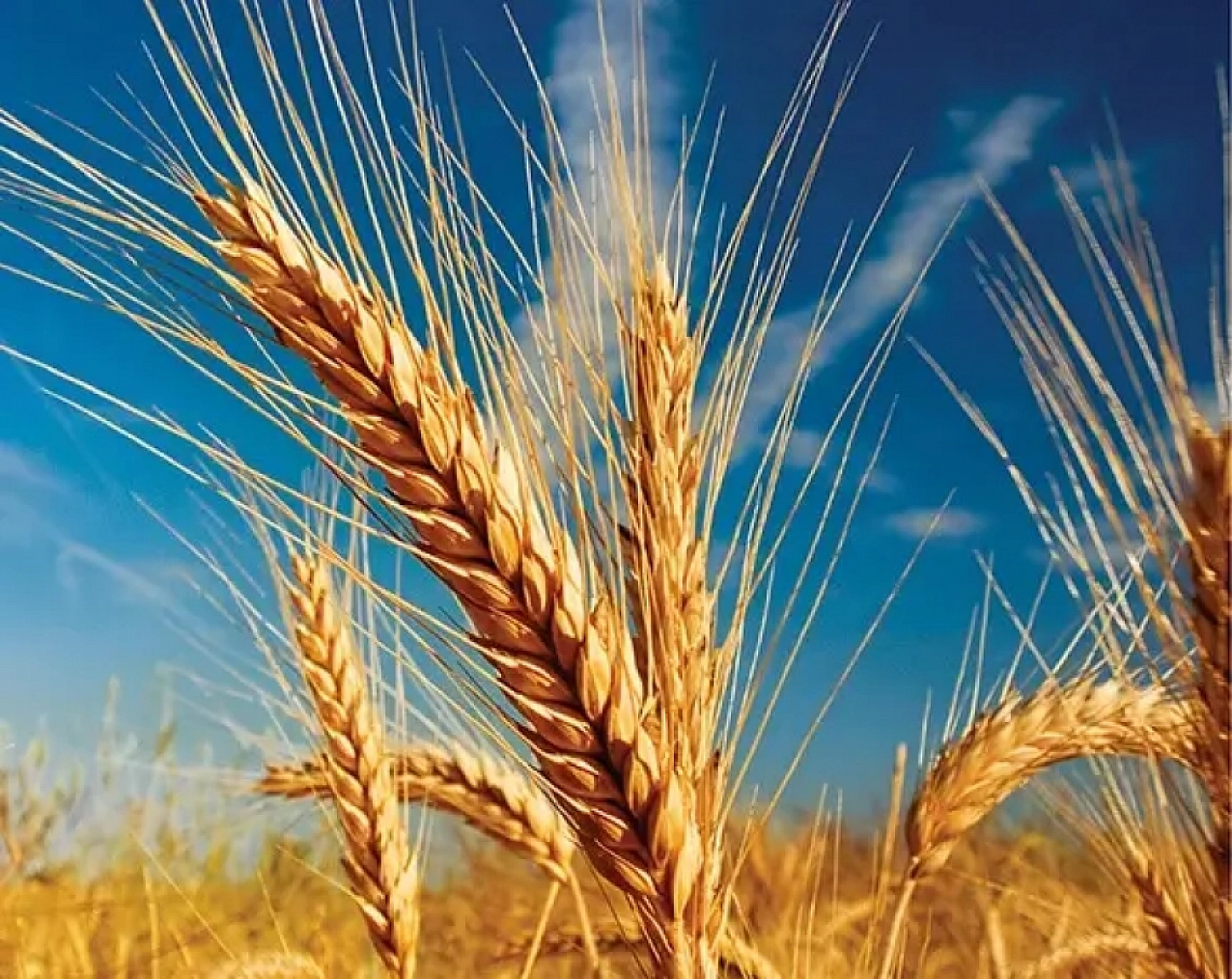 Tarımda yeni dönem başlıyor: Şura kararları yarın belli olacak…