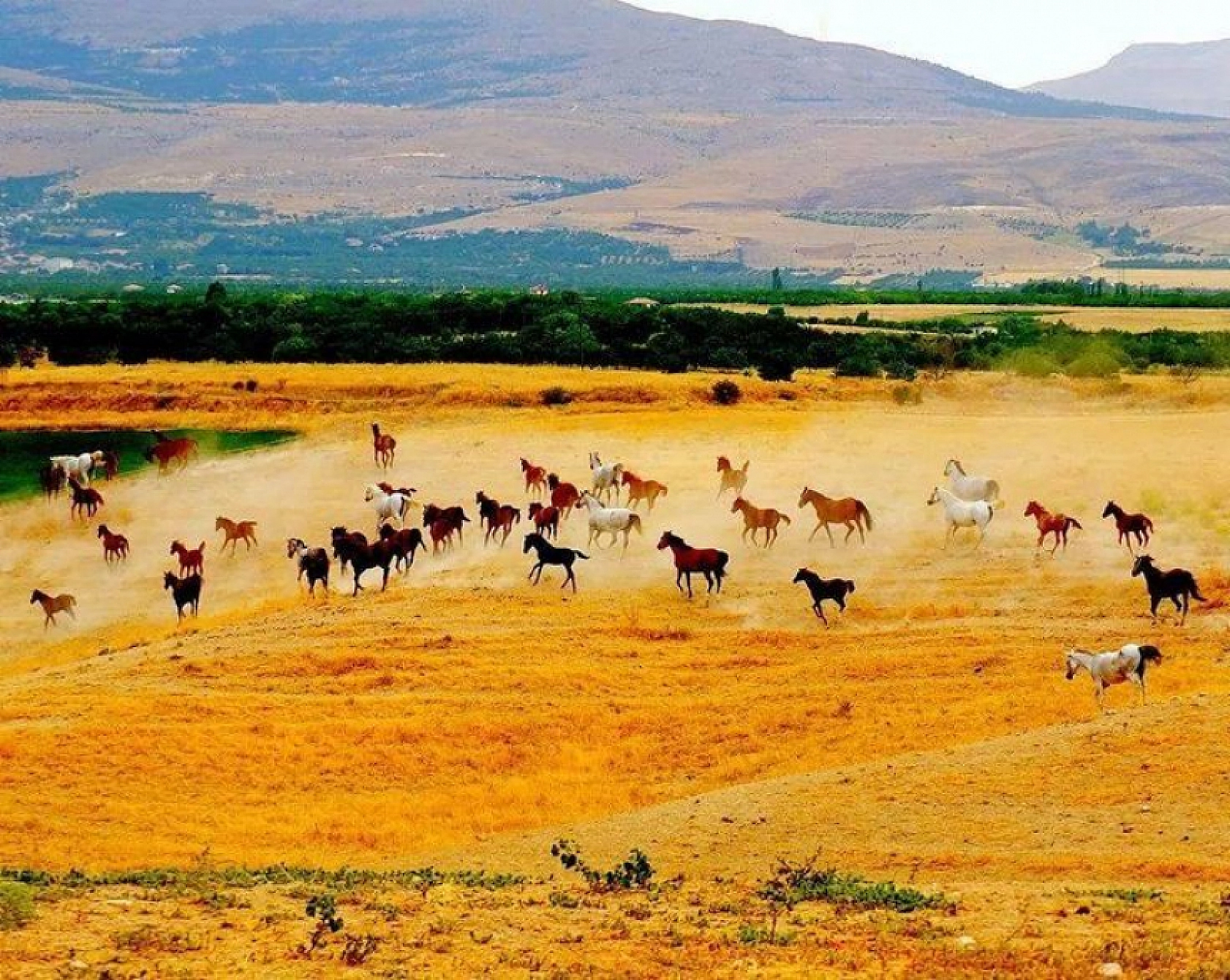Malatya'da Yetiştirilen Milyonluk Taylar İstanbul'da Görücüye Çıkıyor!