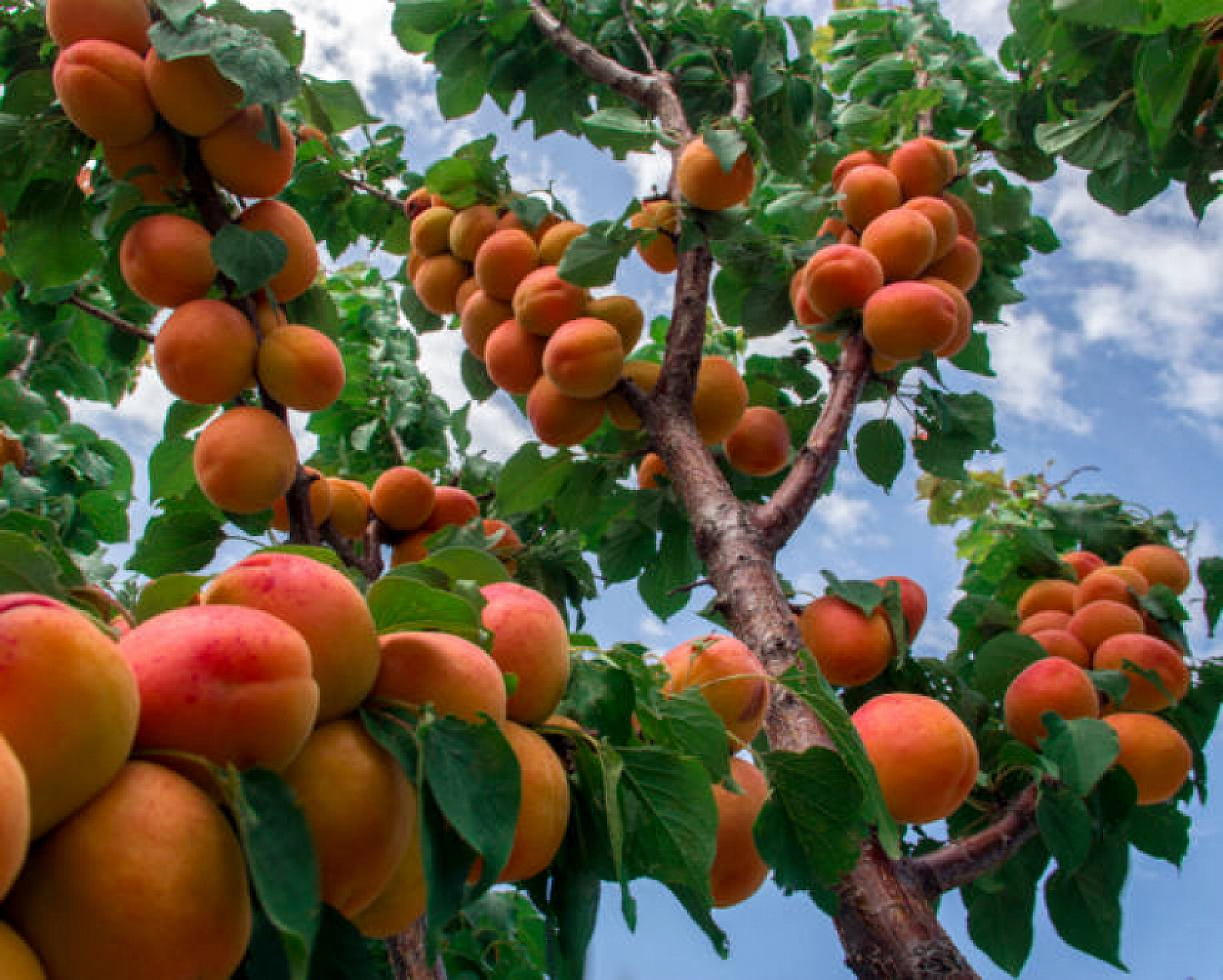 Malatya Kayısısında Hem Değer Hem İhracat Düştü…!