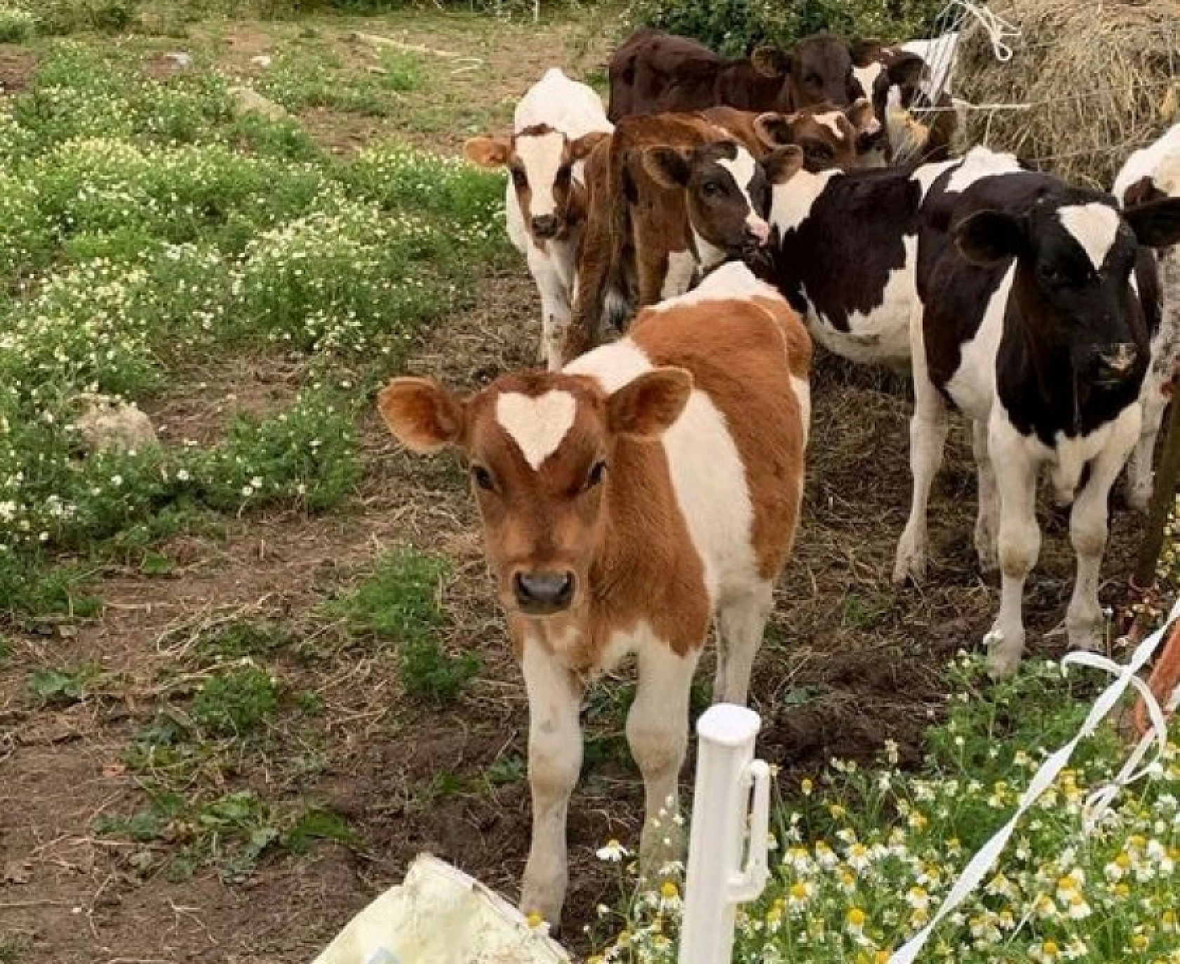 Tarım ve Orman Bakanı Duyurdu! Hesaplara Yatacak…