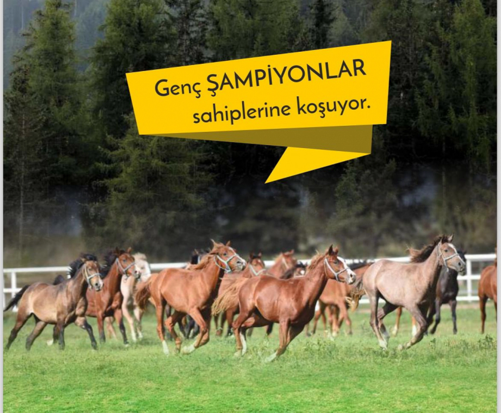 Hayallerinizi Ertelemeyin: Bu İhaleyi Kaçırmayın! İşte Taylar ve Özellikleri...