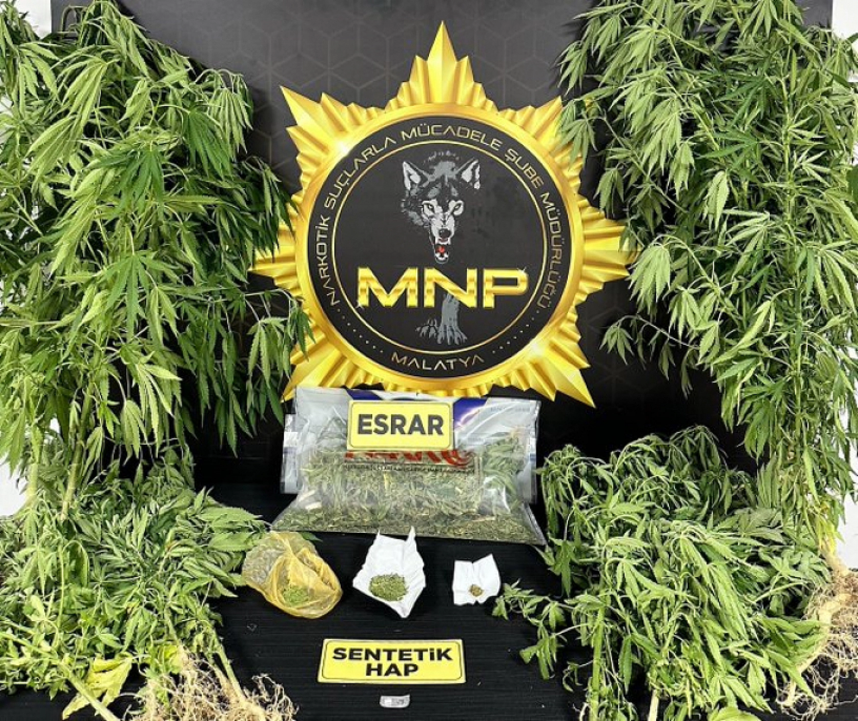 Malatya'da Zehir Operasyonu: Çok Sayıda Kök Kenevir Ele Geçirildi