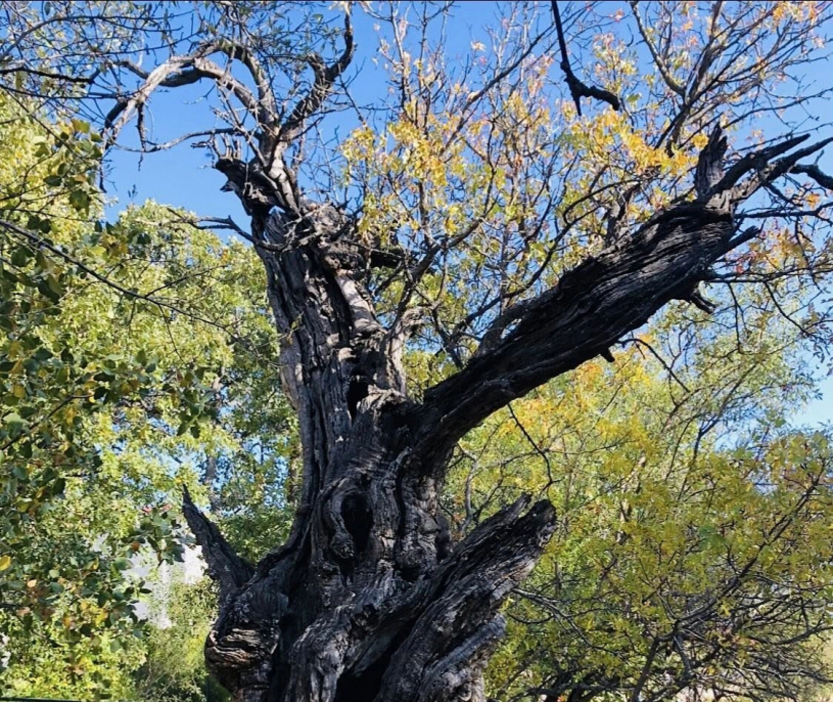 800 Yılın Tanığı Koruma Altına Alınmayı Bekliyor!
