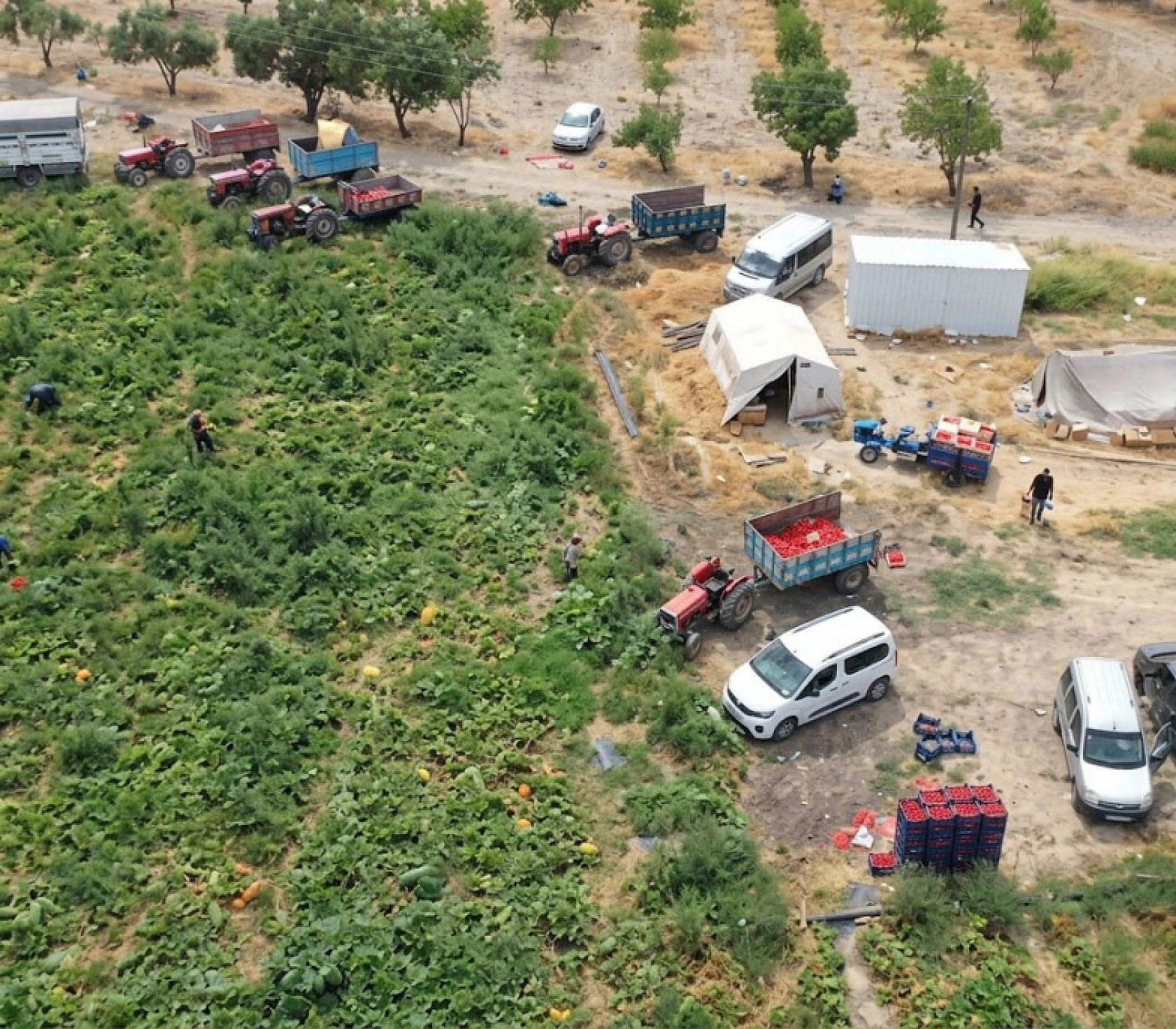 Malatya'da çiftçi ürettiğini satamadı, 200 tonu vatandaşa bedava dağıttı