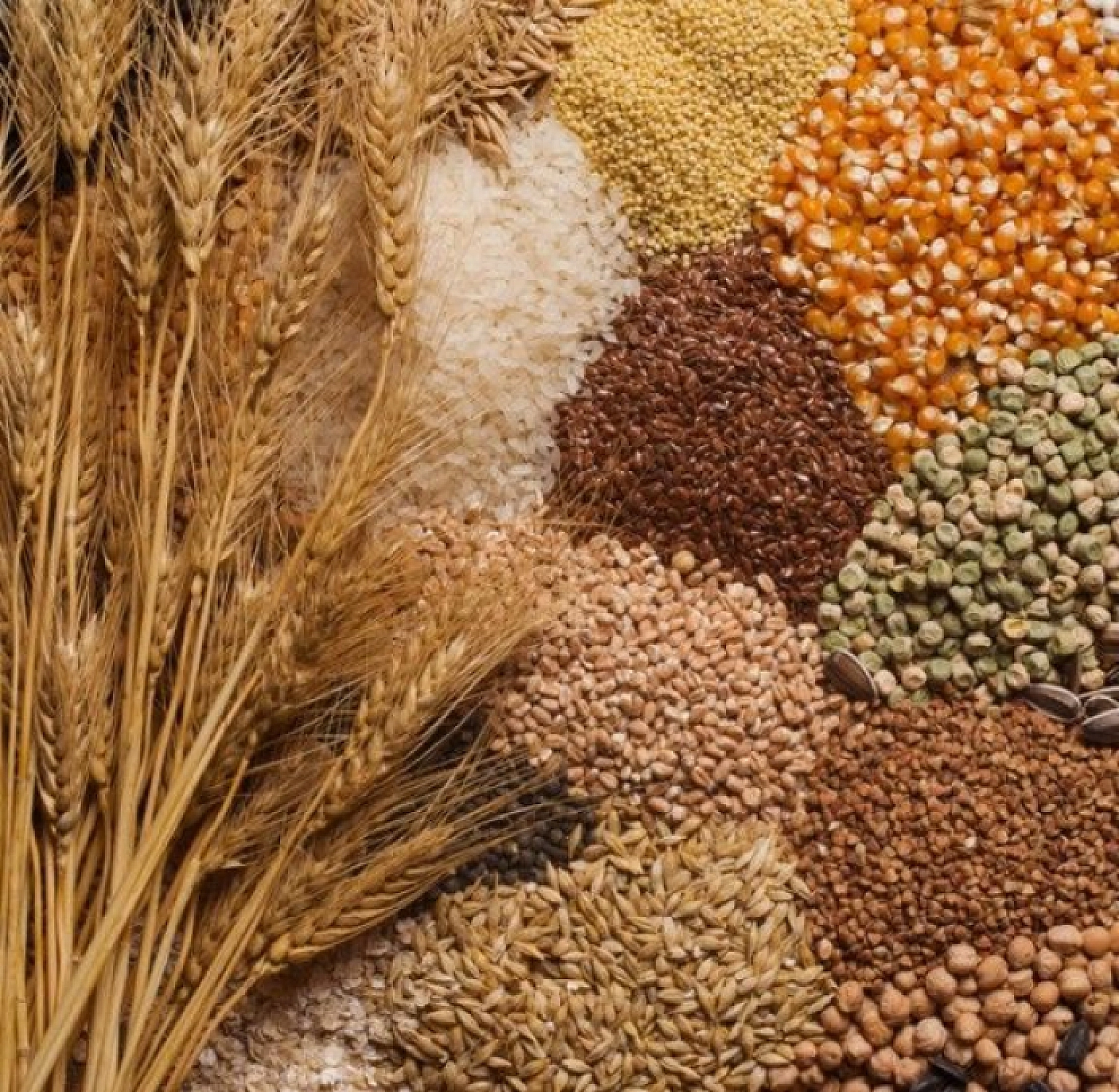 Malatya Çiftçisine Destek Yağmuru: Hesaplara 1 milyar 445 milyon 424 bin Lira Aktarılıyor…