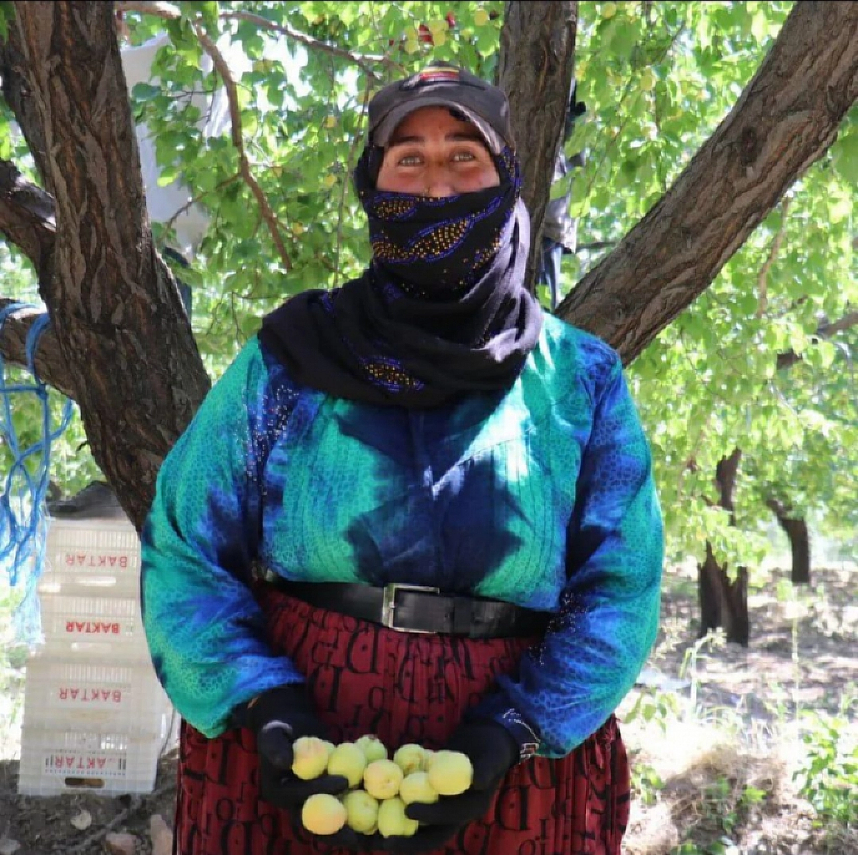 Malatya'da kayısıda işçi yevmiyesi belirlendi! 2024 kayısı yevmiyesi ne kadar?