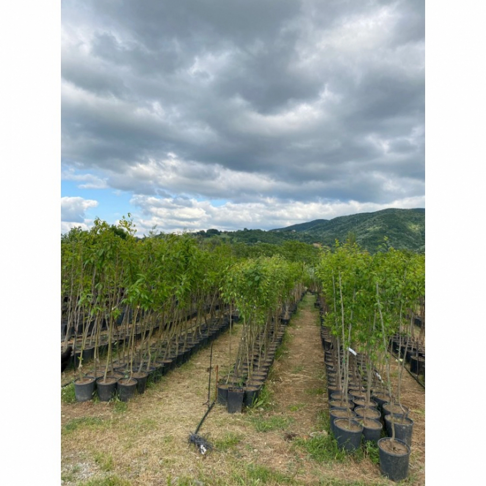 Malatya'da Kayısı Fidanına Yeni Destek! Tarımda Planlı Üretim Dönemi Başladı