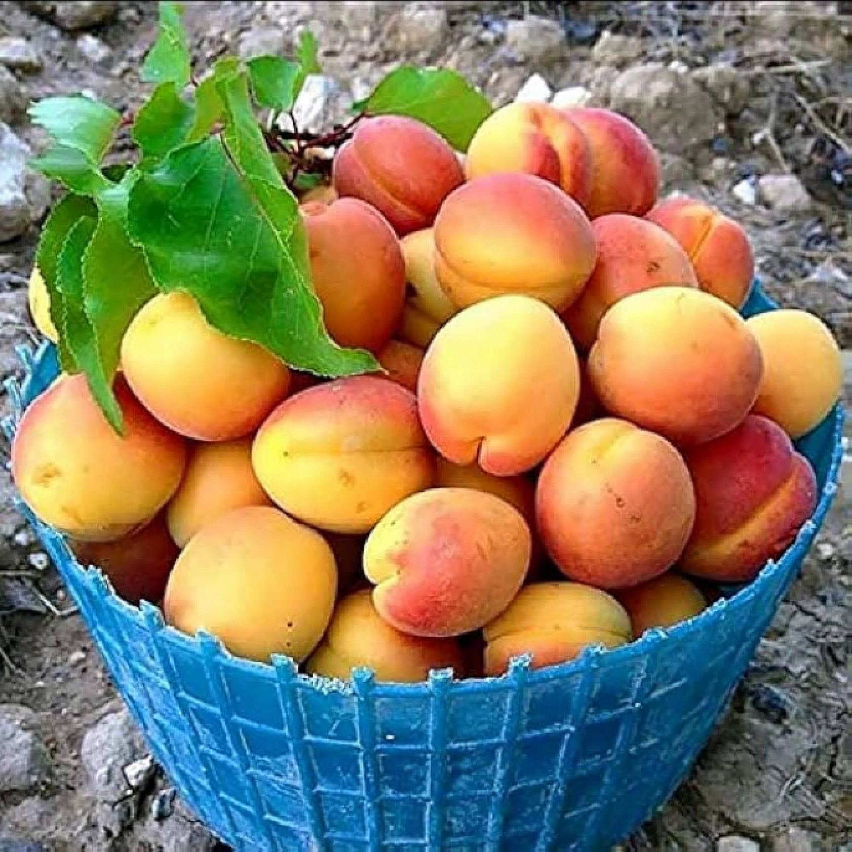 Fiyat Düşük, Ürün Bol! Malatya'da Üretici Hayal Kırıklığı Yaşıyor…