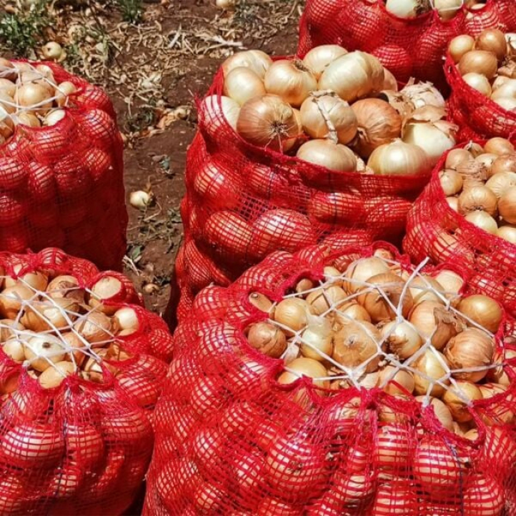 Malatya'da Destek Ödemeleri Arttırıldı…! Dekar Başına Güncel Fiyatlar Açıklandı…