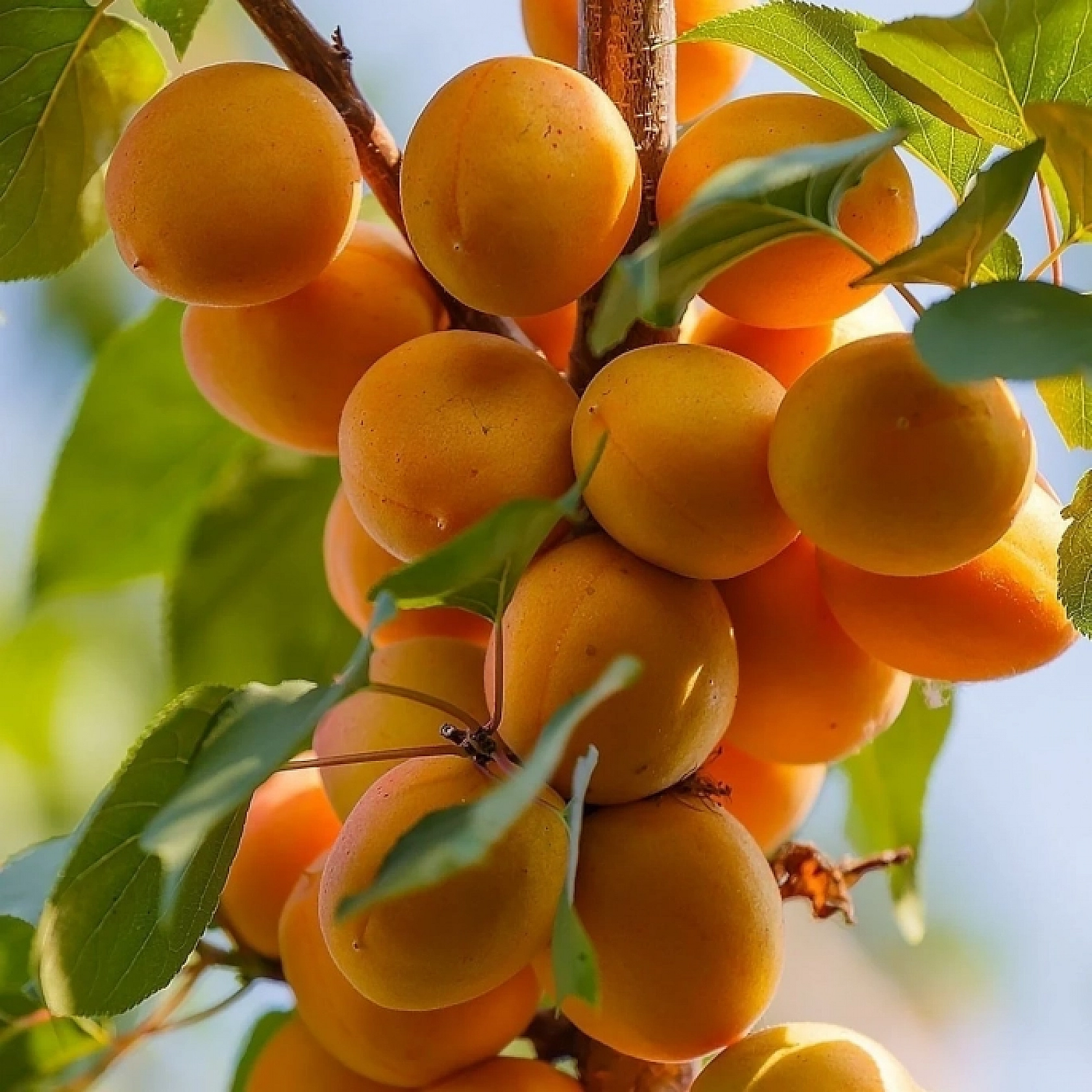 Kayısı Fiyatları Alarm Veriyor! Malatya'da Kayısı Mitingi Düzenlenecek!