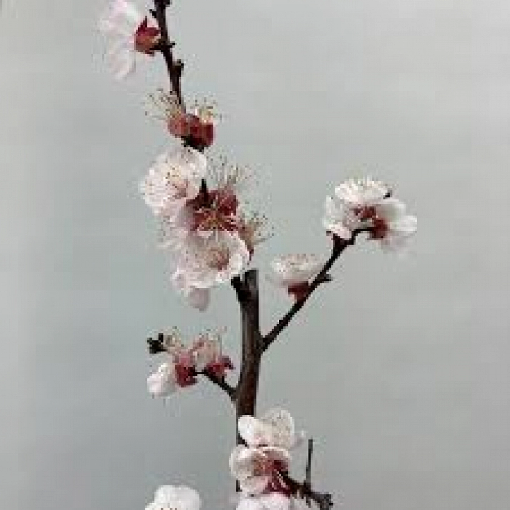 Malatya'da Kayısı Fidanına Yeni Destek! Tarımda Planlı Üretim Dönemi Başladı