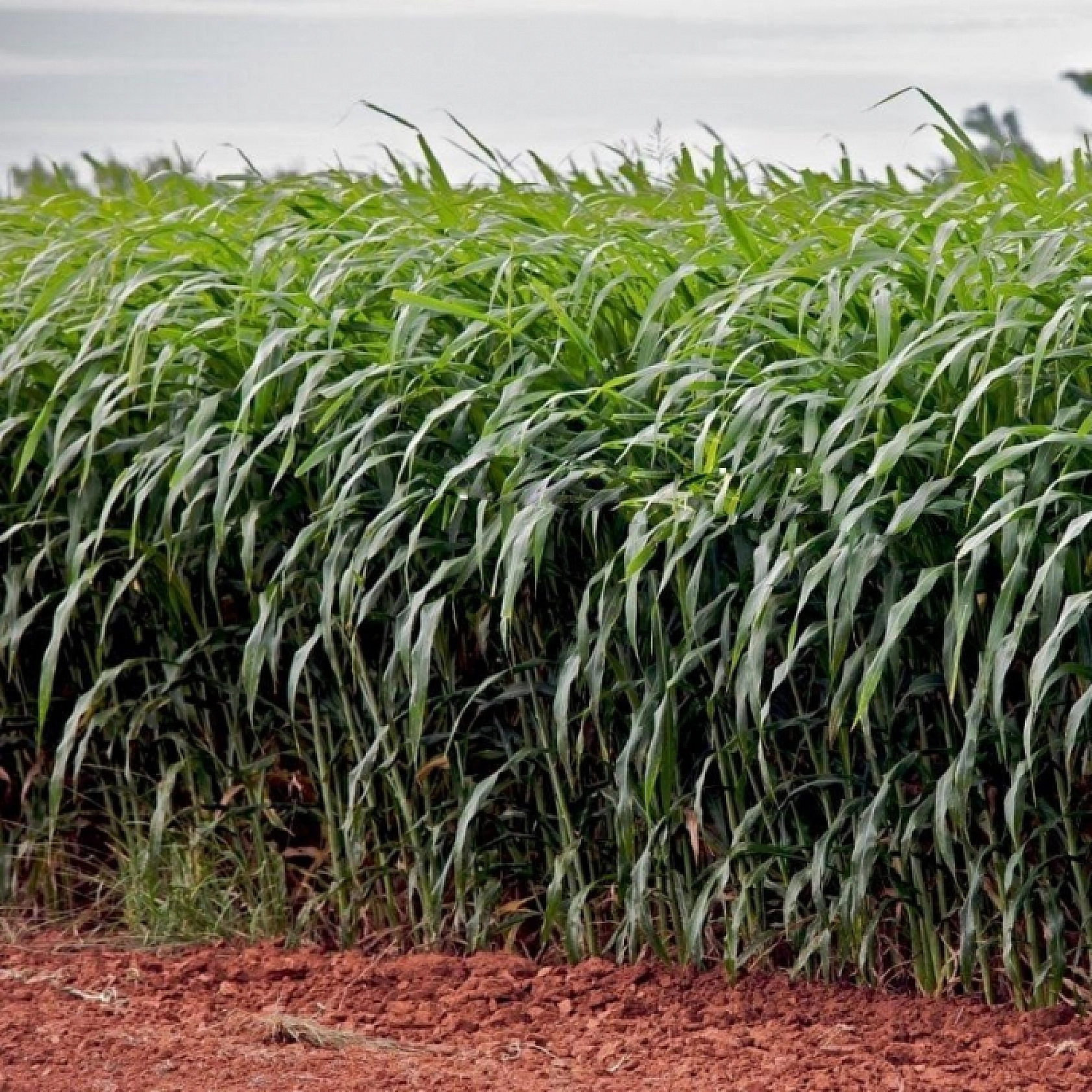 Malatya'da Destek Ödemeleri Arttırıldı…! Dekar Başına Güncel Fiyatlar Açıklandı…