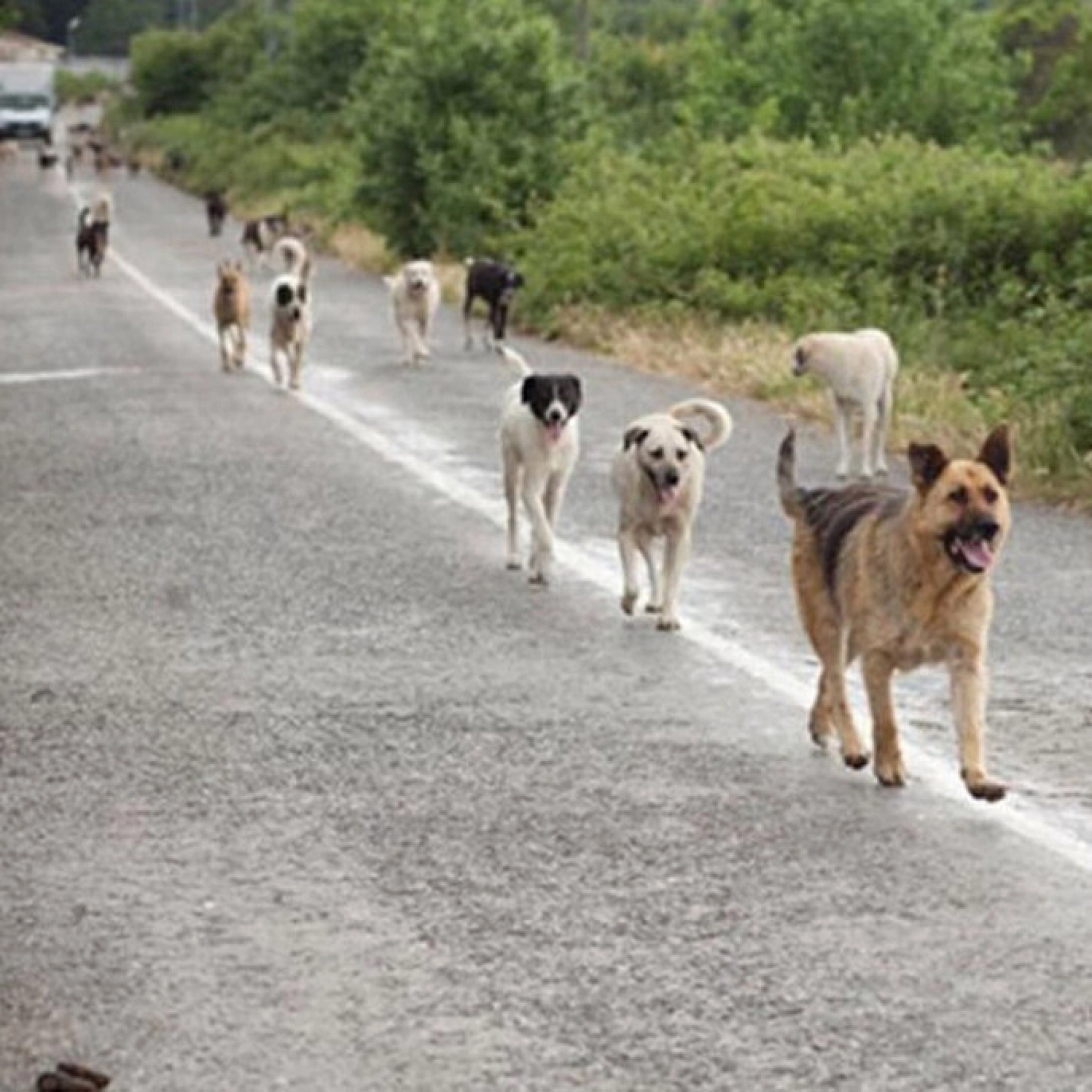 Vali Uyardı: Bu Görev Belediyelerin!
