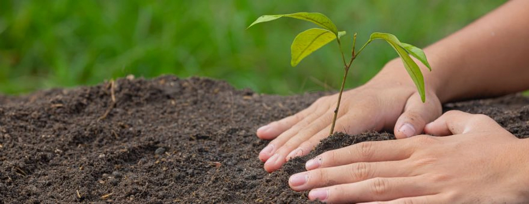 Hatalar Verimi Düşürüyor: Kayısı Fidanı Dikiminde Bu Yanlışlardan Uzak Durun!