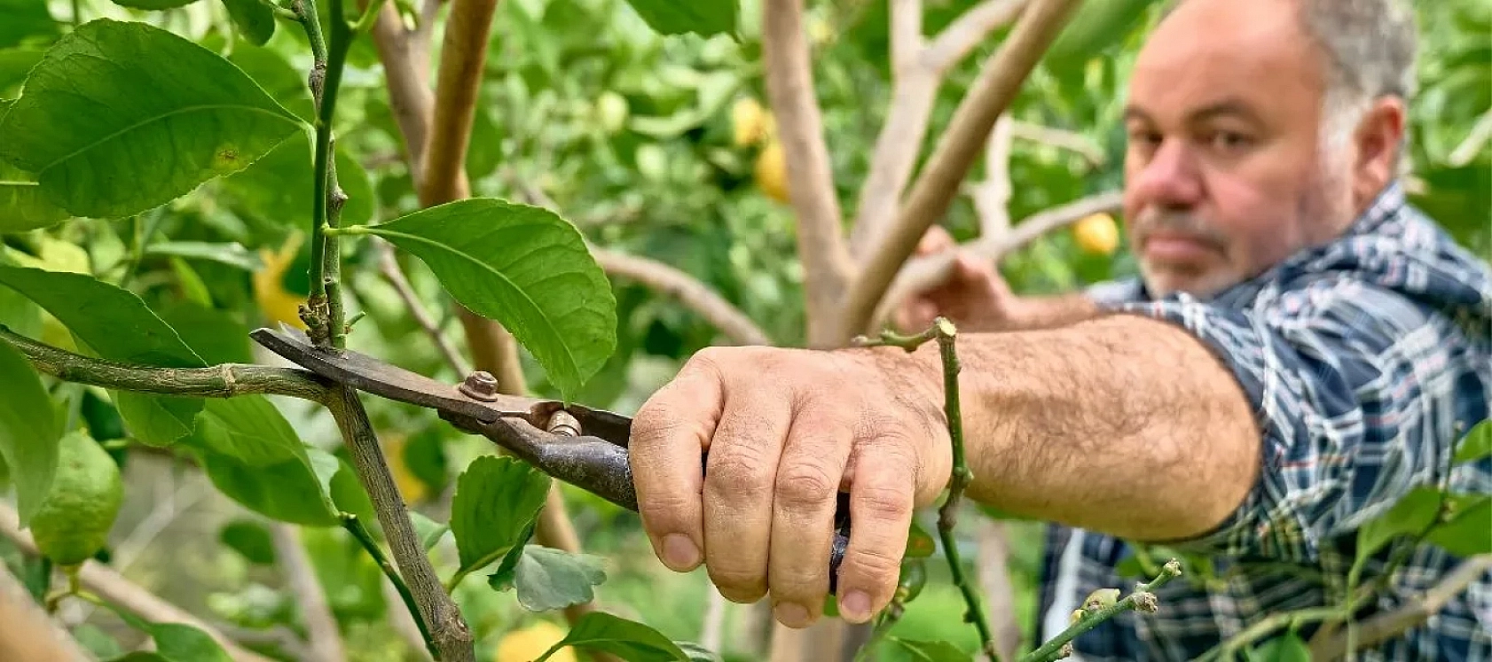 Üreticiler Uyarıldı: Kayısı Ağaçları İçin Tam Zamanı!