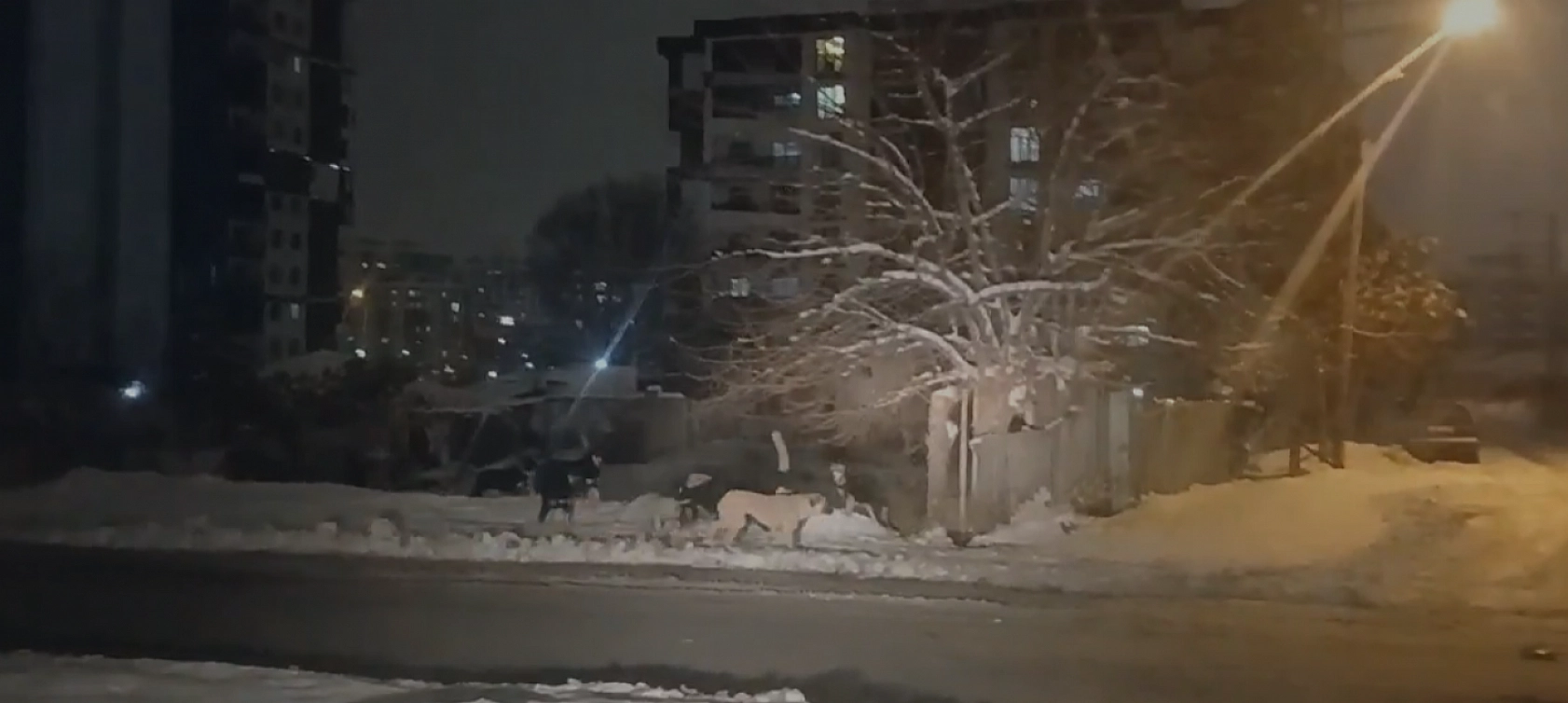 Malatya'da başı boş köpek sorunu bitmiyor! Belediye topluyor birileri bırakıyor…