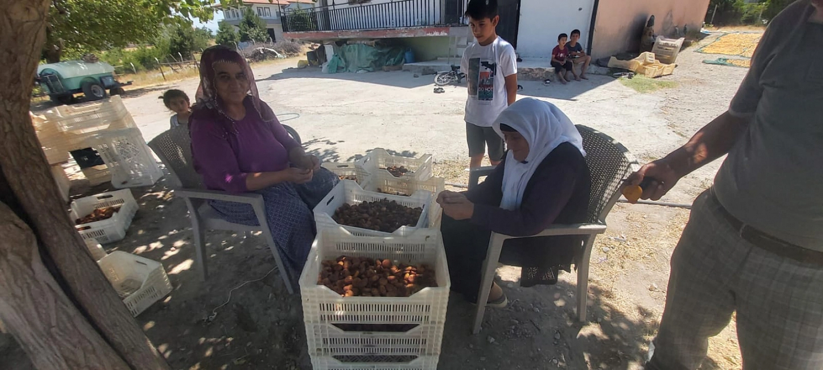 Malatya'da dondan etkilenmeyen tek bölgeydi Kayısı hasadı başladı....!
