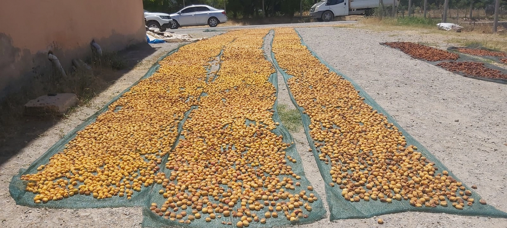 Malatya'da dondan etkilenmeyen tek bölgeydi Kayısı hasadı başladı....!