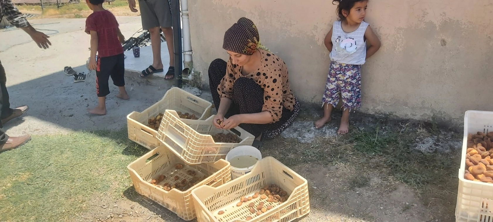 Malatya'da dondan etkilenmeyen tek bölgeydi Kayısı hasadı başladı....!
