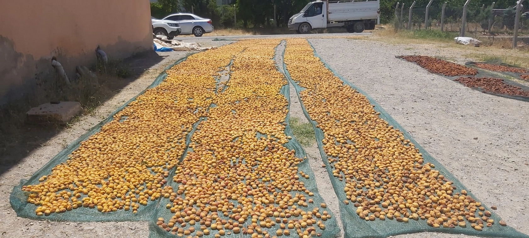 Malatya'da dondan etkilenmeyen tek bölgeydi Kayısı hasadı başladı....!