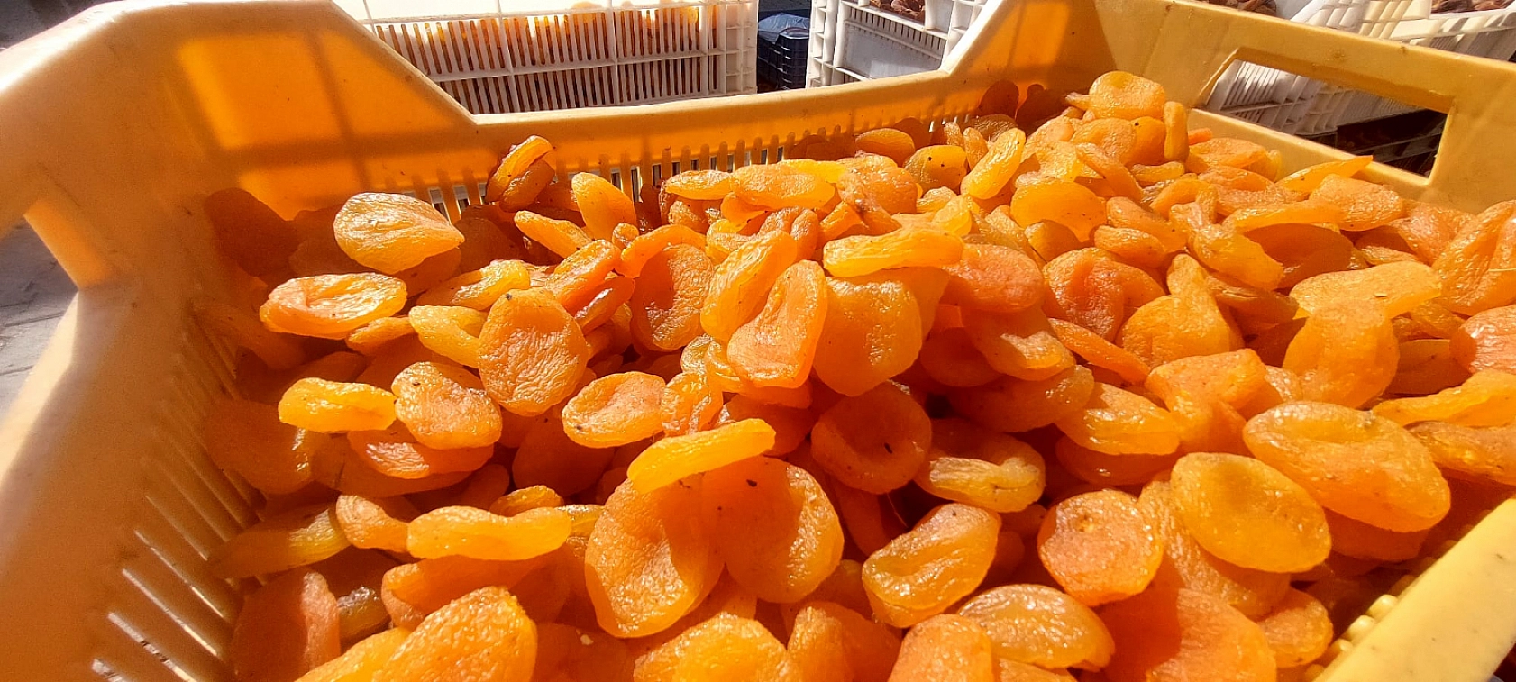 Zirai don yüzde 24 azalttı: Malatya'da kuru kayısı yüz güldürmedi