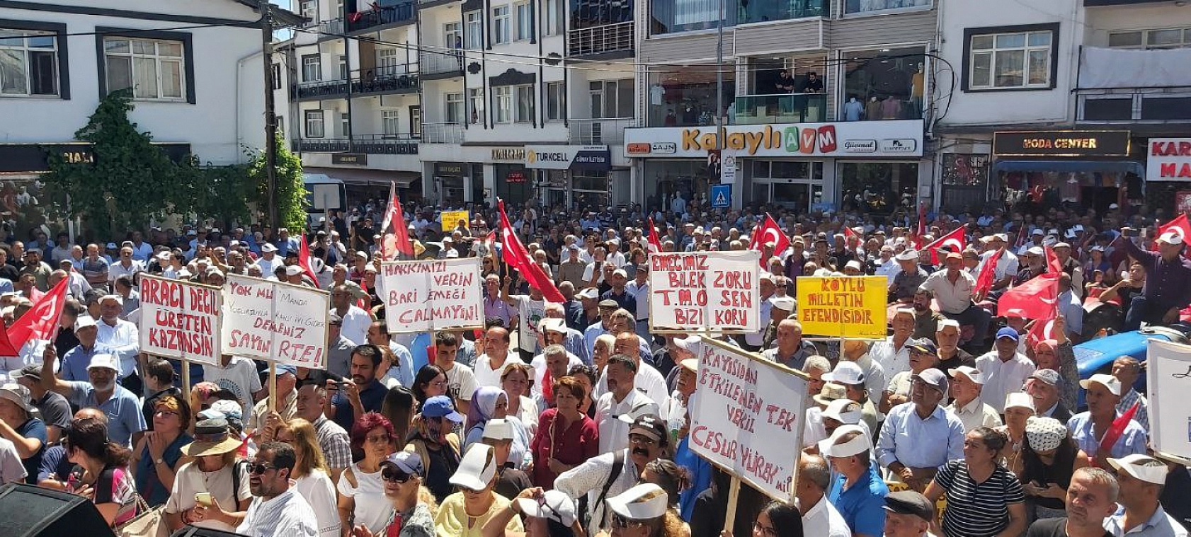 Malatya Kayısısı Çığlık Atmaya Devam Ediyor: Kayısı Üreticileri Ayakta!