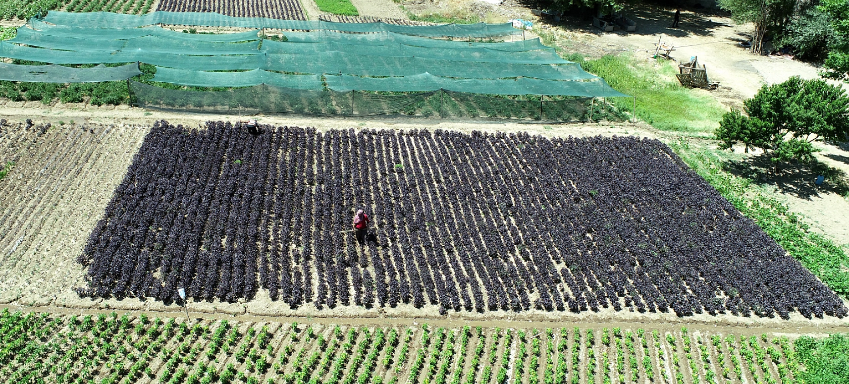 Malatya'da 2015 yılında üretilmeye başlandı… Coğrafi işaret tescilli bulunuyor… Kilosu Bin 500 TL'den satılıyor