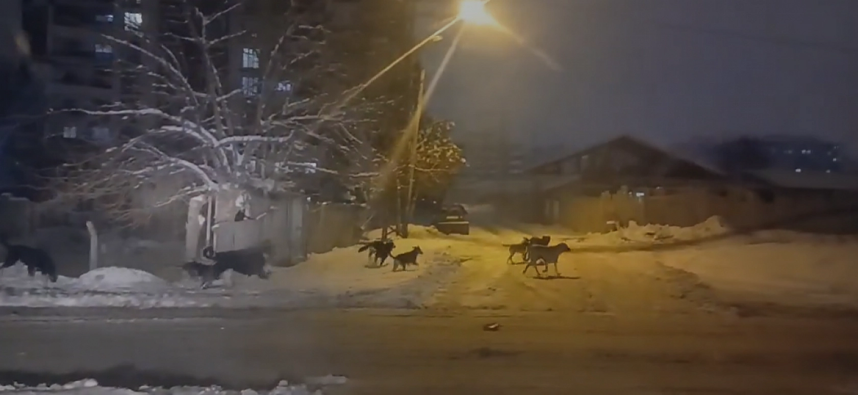 Malatya'da başı boş köpek sorunu bitmiyor! Belediye topluyor birileri bırakıyor…