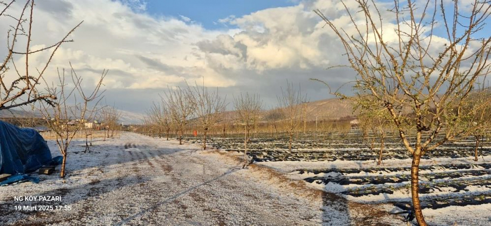 Pütürge'de dolu yağışı kayısı bahçelerini vurdu