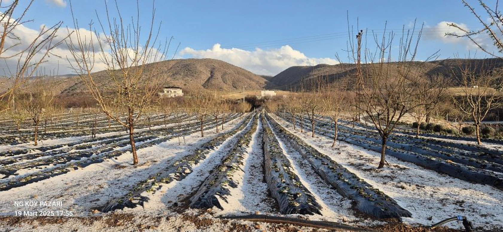 Pütürge'de dolu yağışı kayısı bahçelerini vurdu