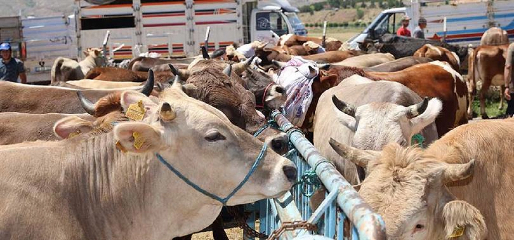 Bakan Yumaklı Müjdeyi Verdi: Malatya'da Hayvan Pazarı İçin Tarih Belli Oldu…