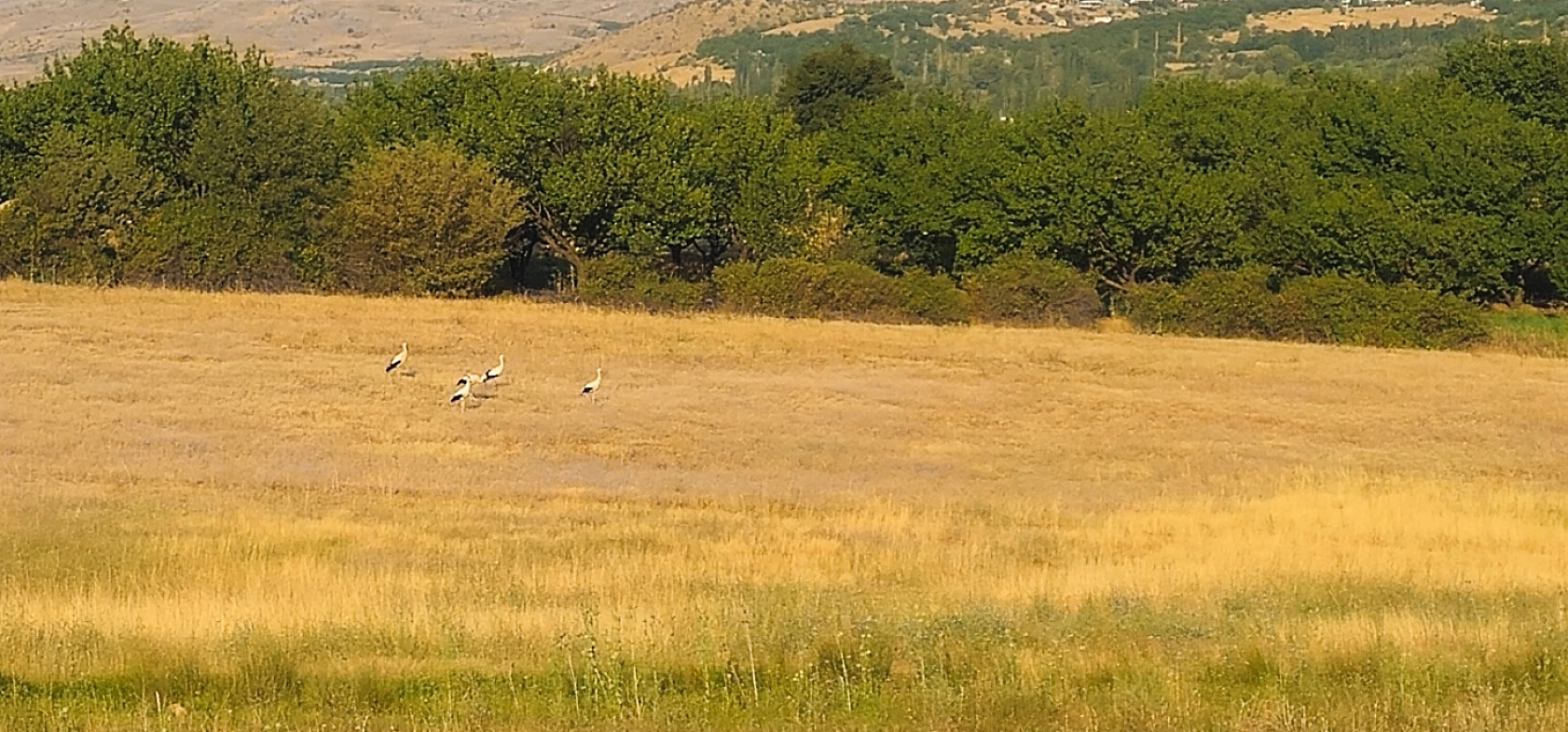 6 yıl sonra döndüler: Doğanşehir'de leylek sevinci