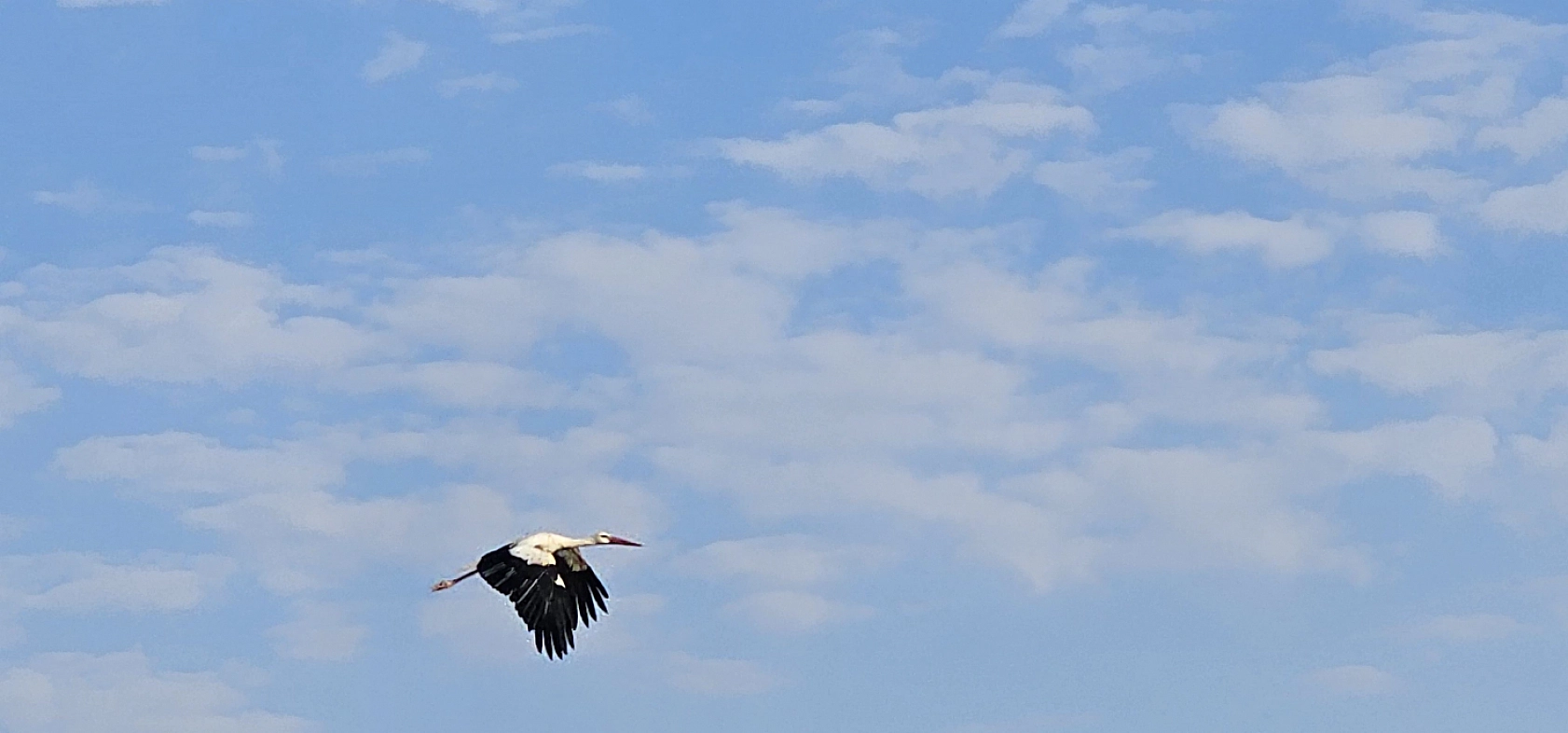 6 yıl sonra döndüler: Doğanşehir'de leylek sevinci