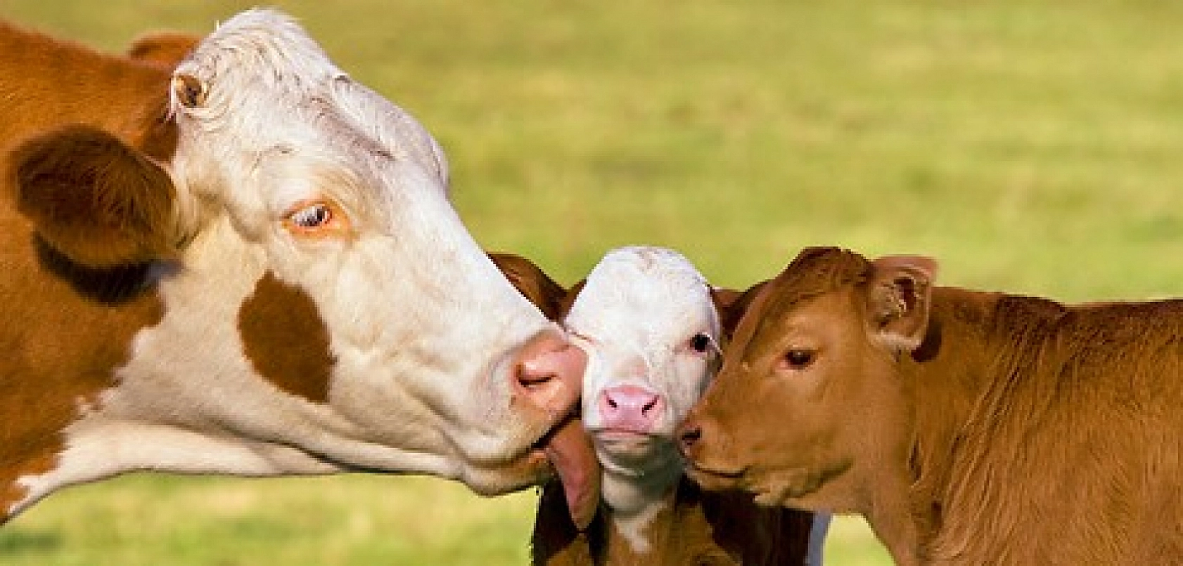 Malatya'da üreticiye rekor destek: 3,6 milyar TL'lik hibe