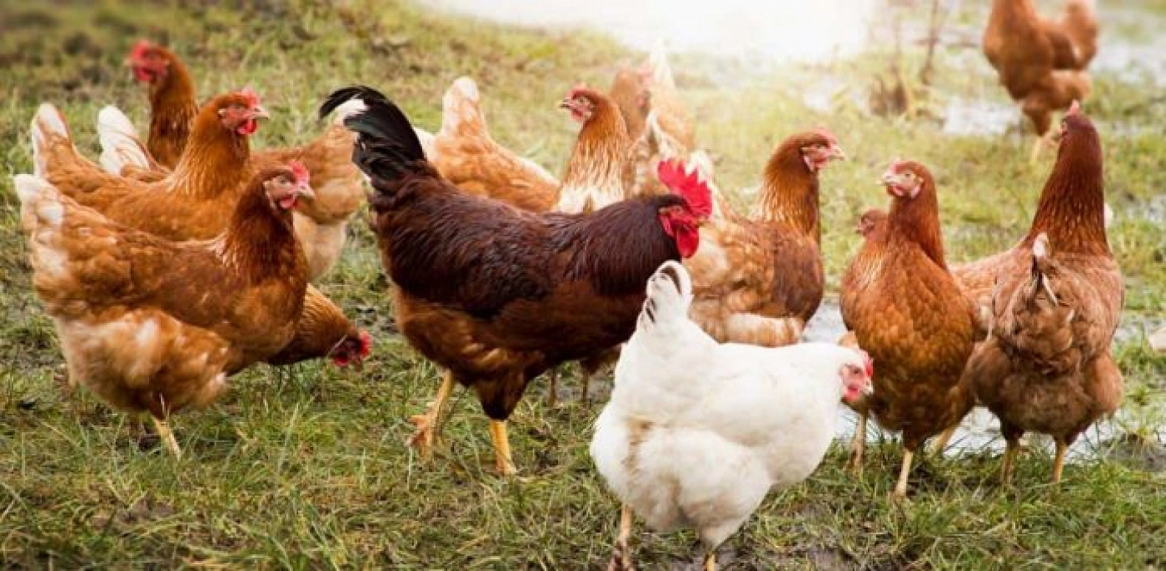 Sofralarımızın Vazgeçilmezi Tehlikede Mi?