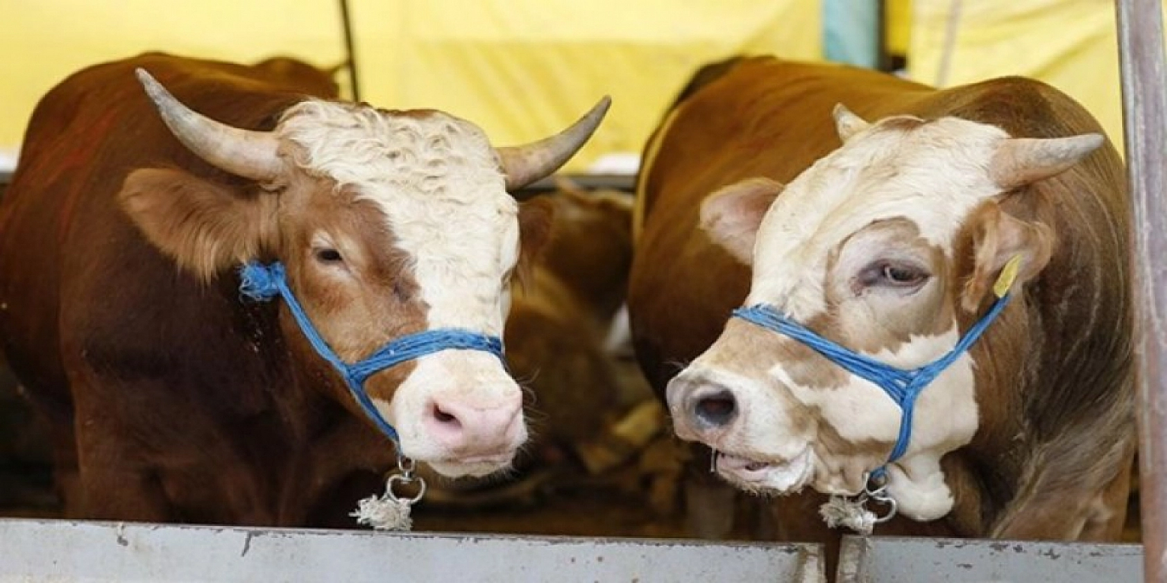 Malatya'da şap alarmı et piyasasını sarstı: Vatandaş pahalıya alıyor, üretici ucuza kesiyor