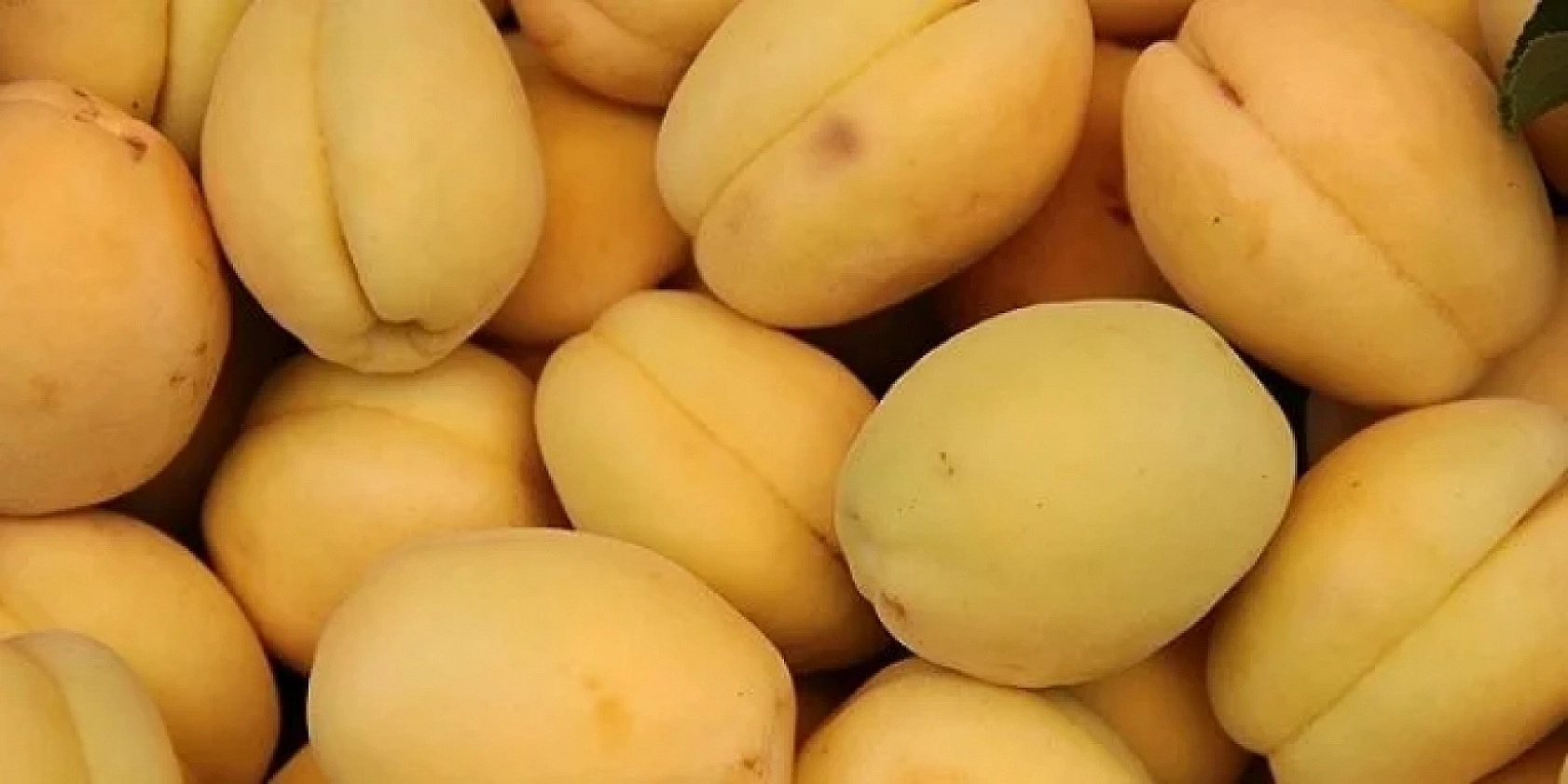 Kayısı Fiyatları Alarm Veriyor! Malatya'da Kayısı Mitingi Düzenlenecek!