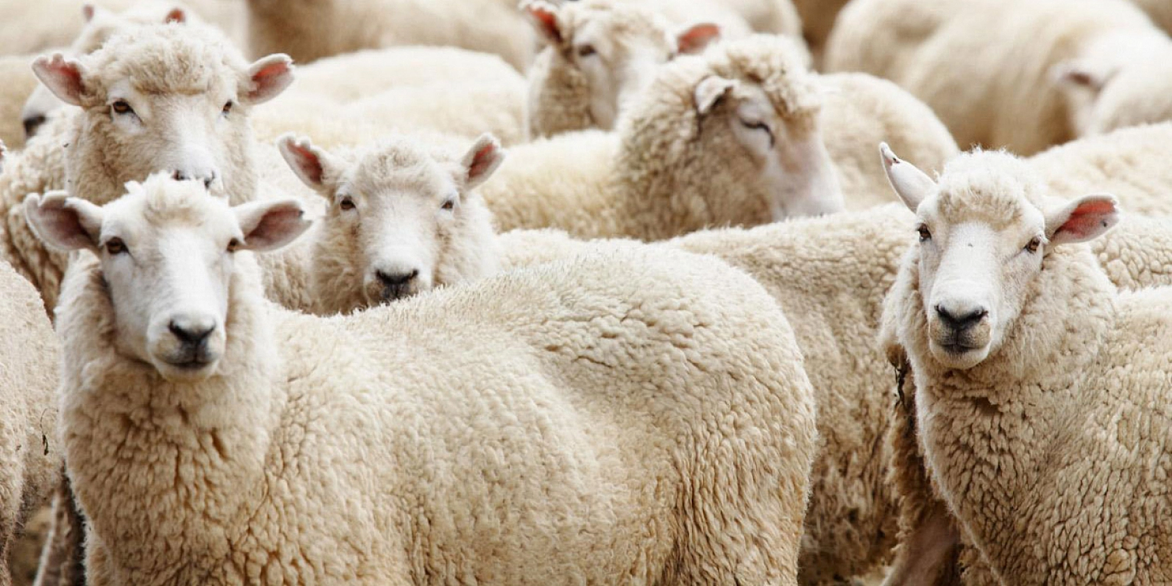 Diyanet'ten kurban uyarısı: Kredi kartı ile alınabilir ancak faiz borca dikkat…