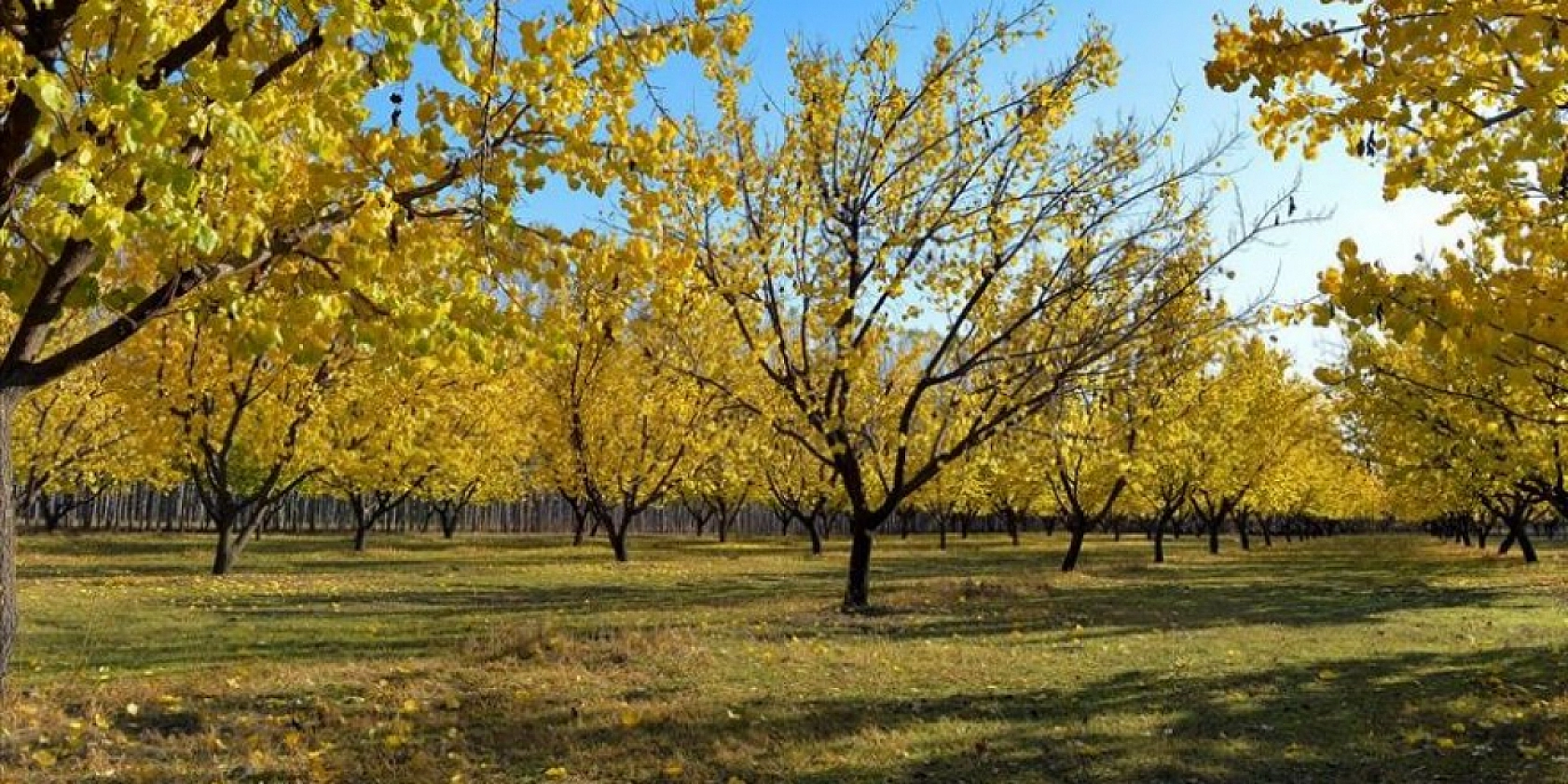 Hatalar Verimi Düşürüyor: Kayısı Fidanı Dikiminde Bu Yanlışlardan Uzak Durun!