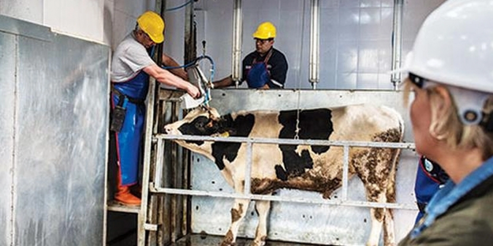 Malatya'da şap alarmı et piyasasını sarstı: Vatandaş pahalıya alıyor, üretici ucuza kesiyor