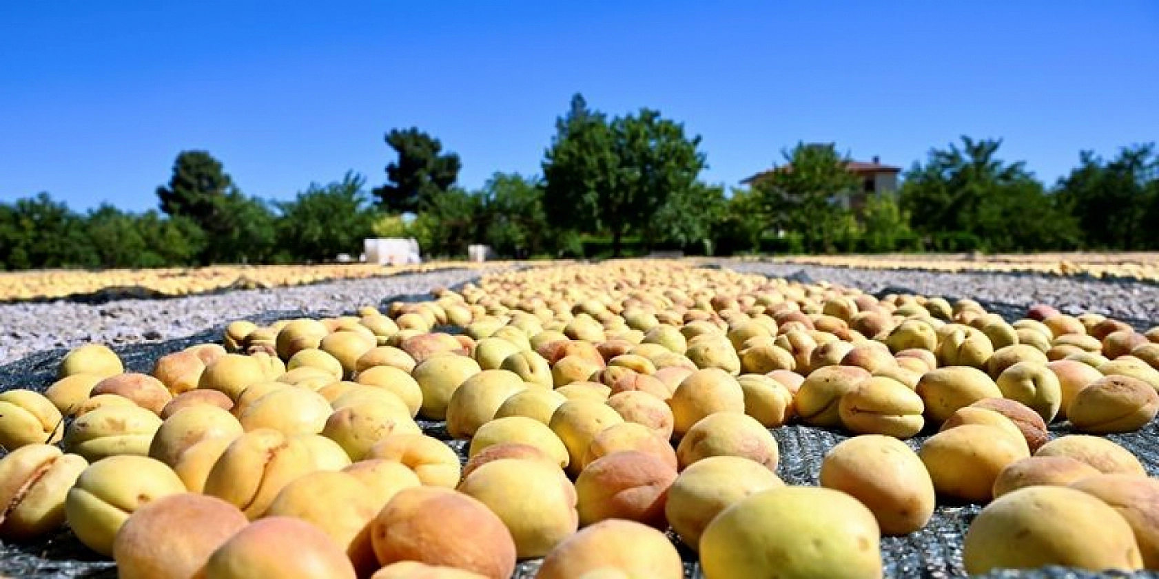 Malatyalılar dikkat! Kayısılarınız ziyan olmasın!
